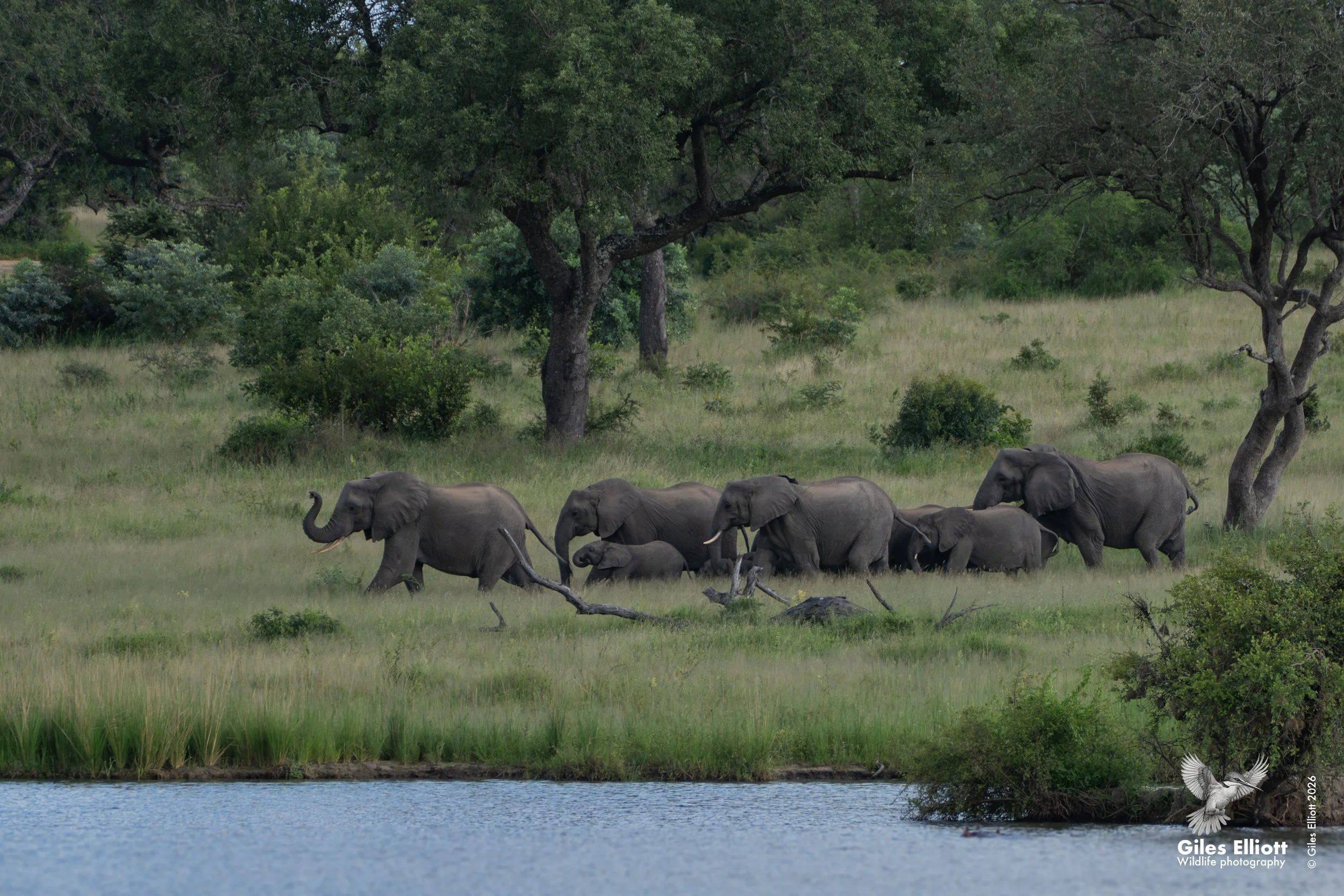 eles at Chitwa.jpg
