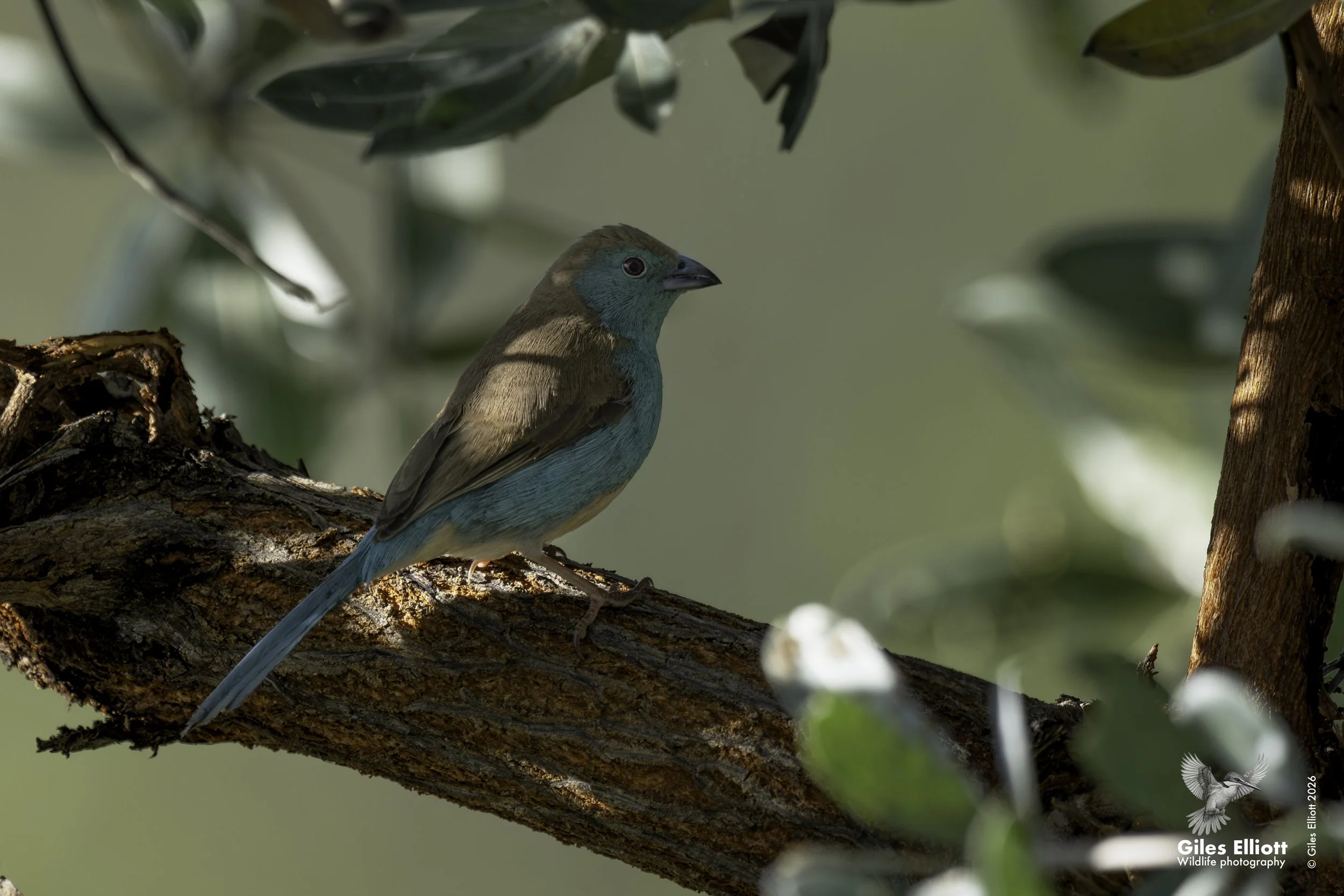 Blue waxbill