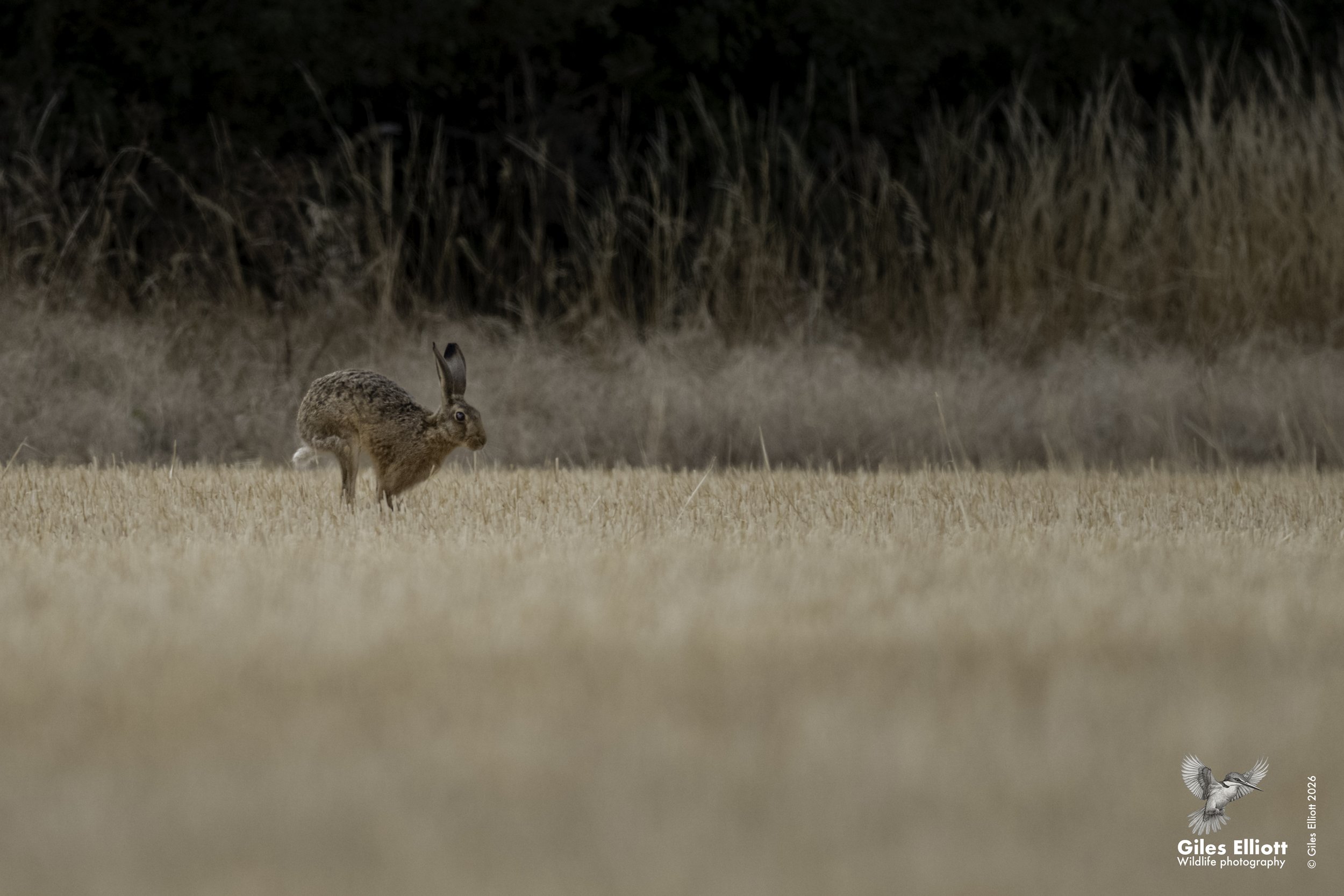 Hare