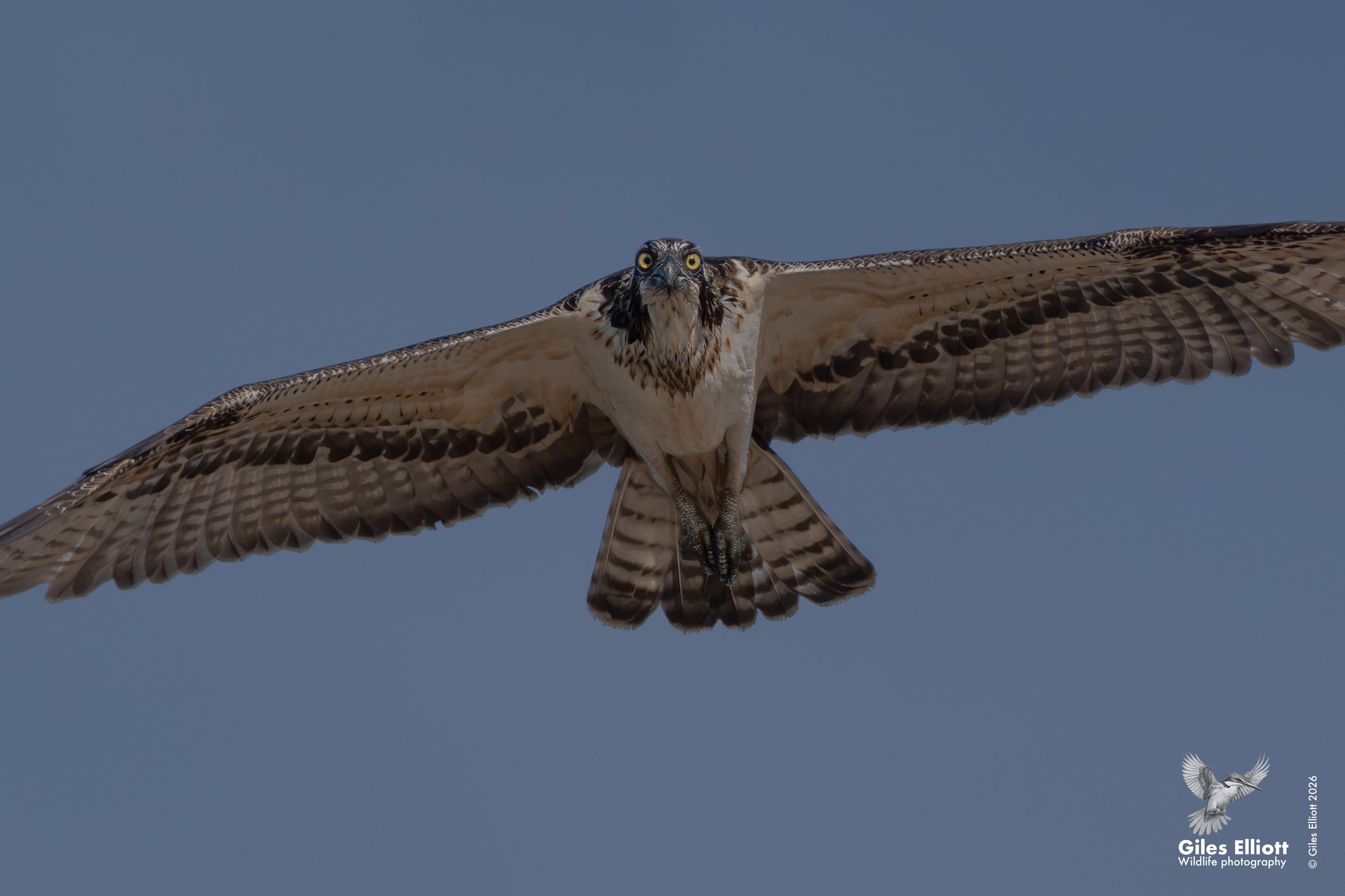 Osprey