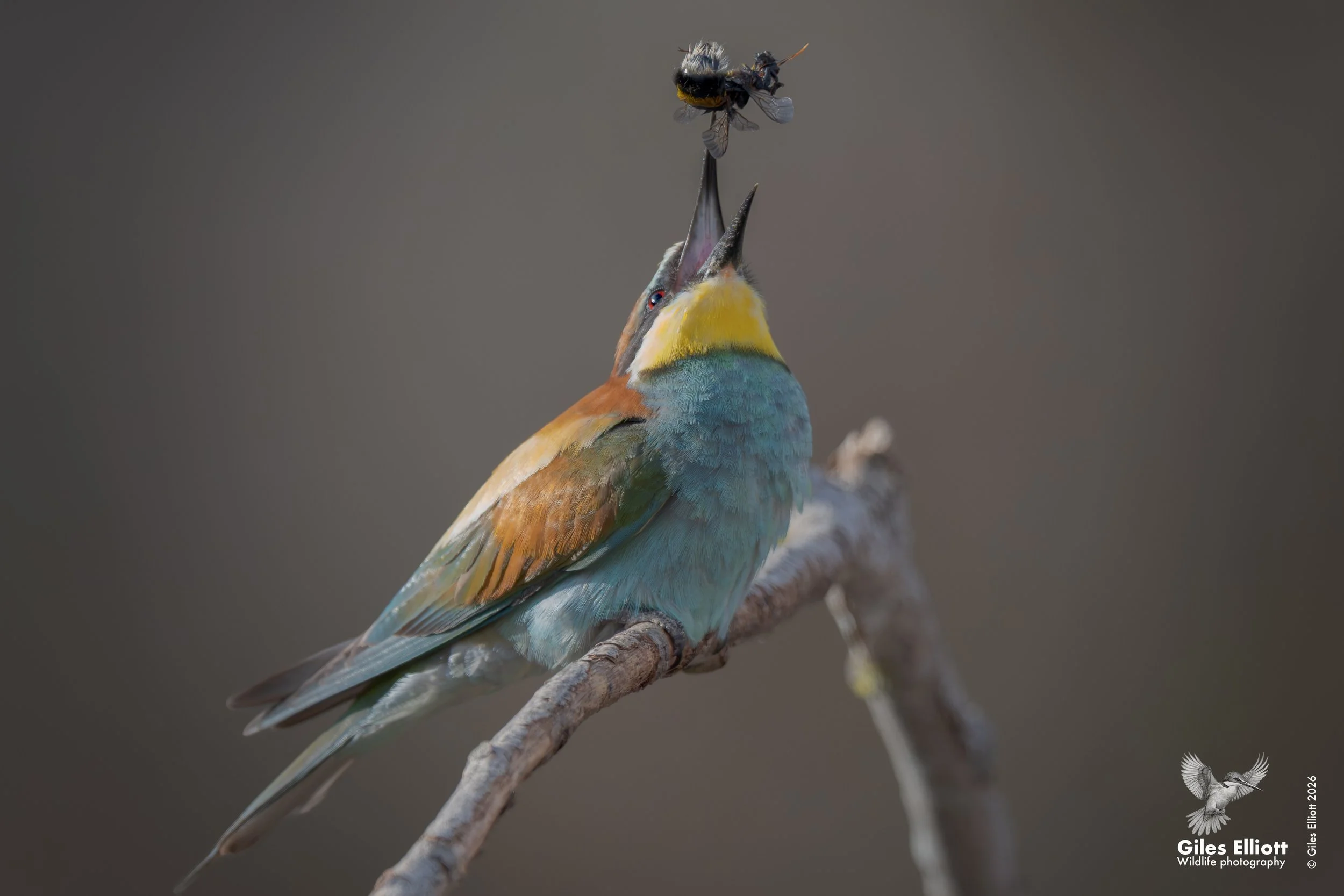 bee eaters 69.jpg