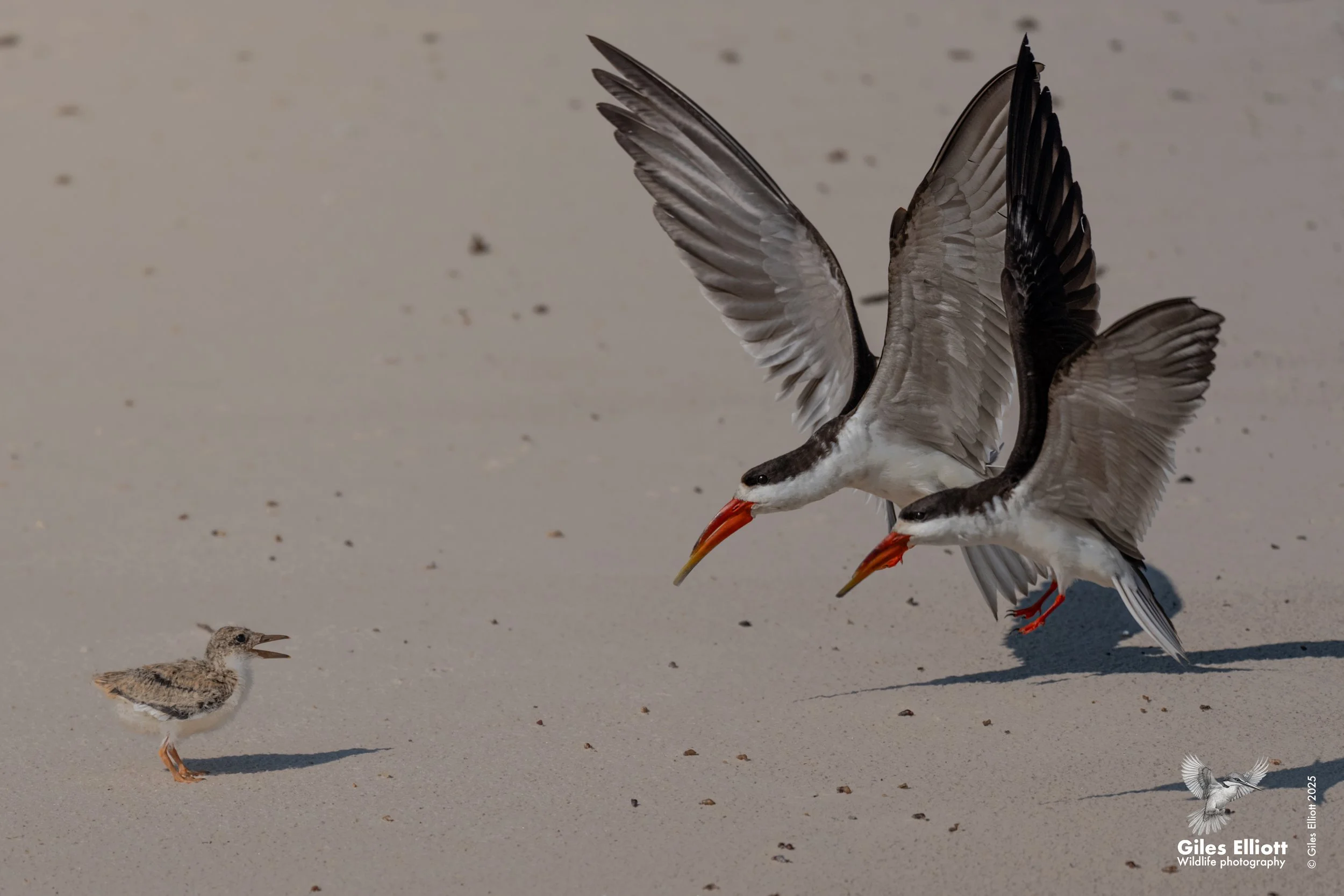 African skimmer