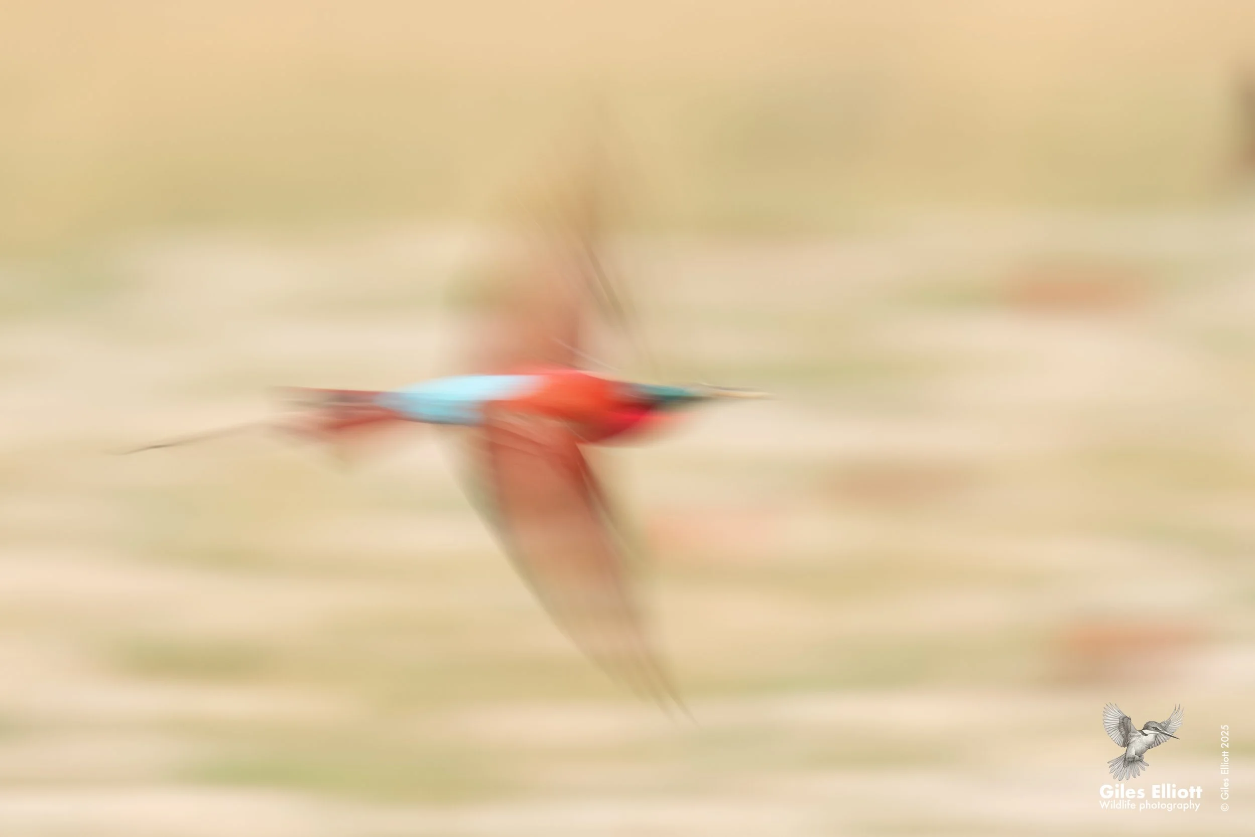 Southern Carmine Bee-eater