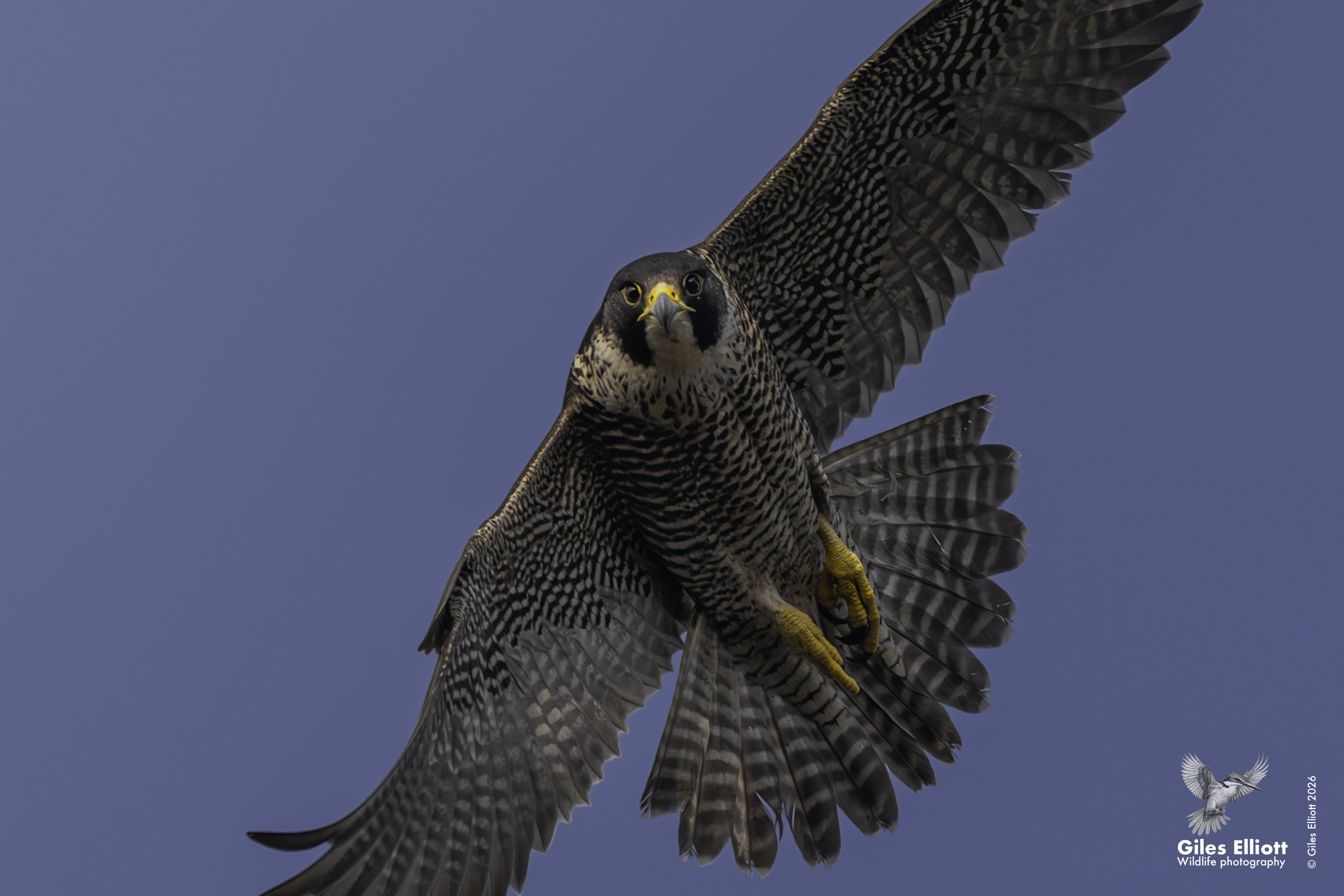 Peregrine falcon