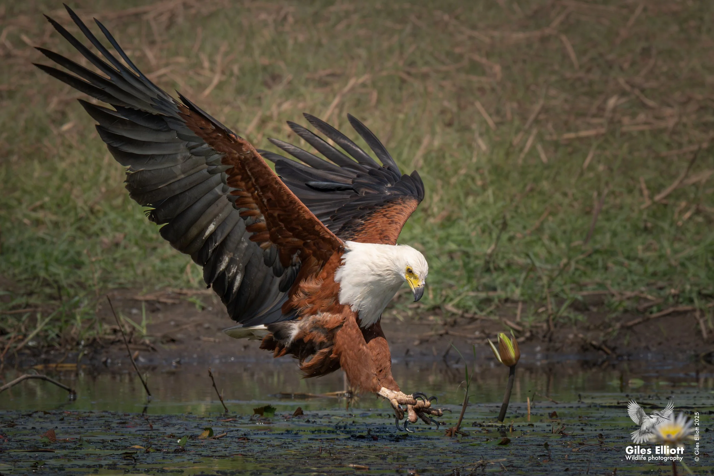 African fish eagle