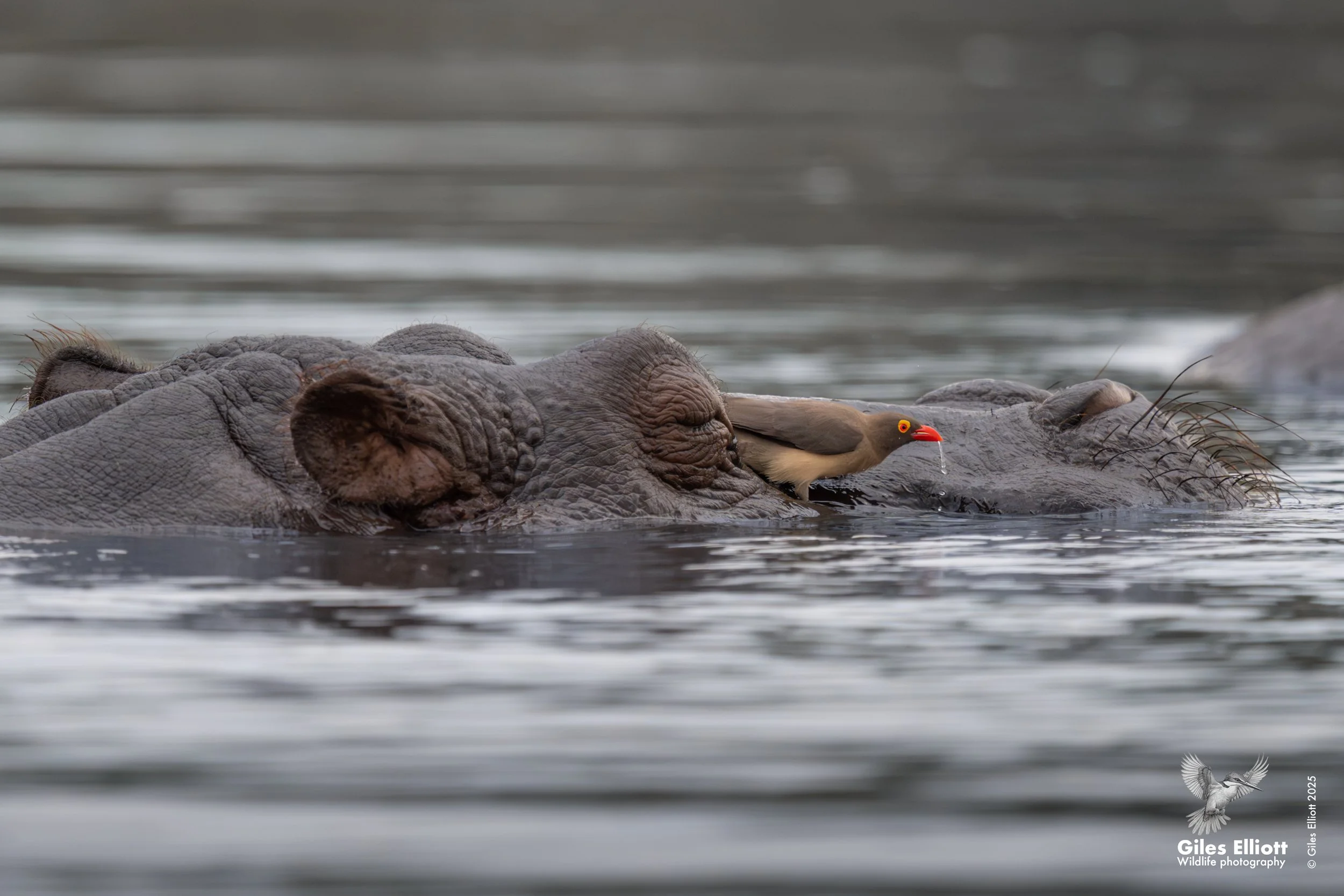 Red-billed oxpecker