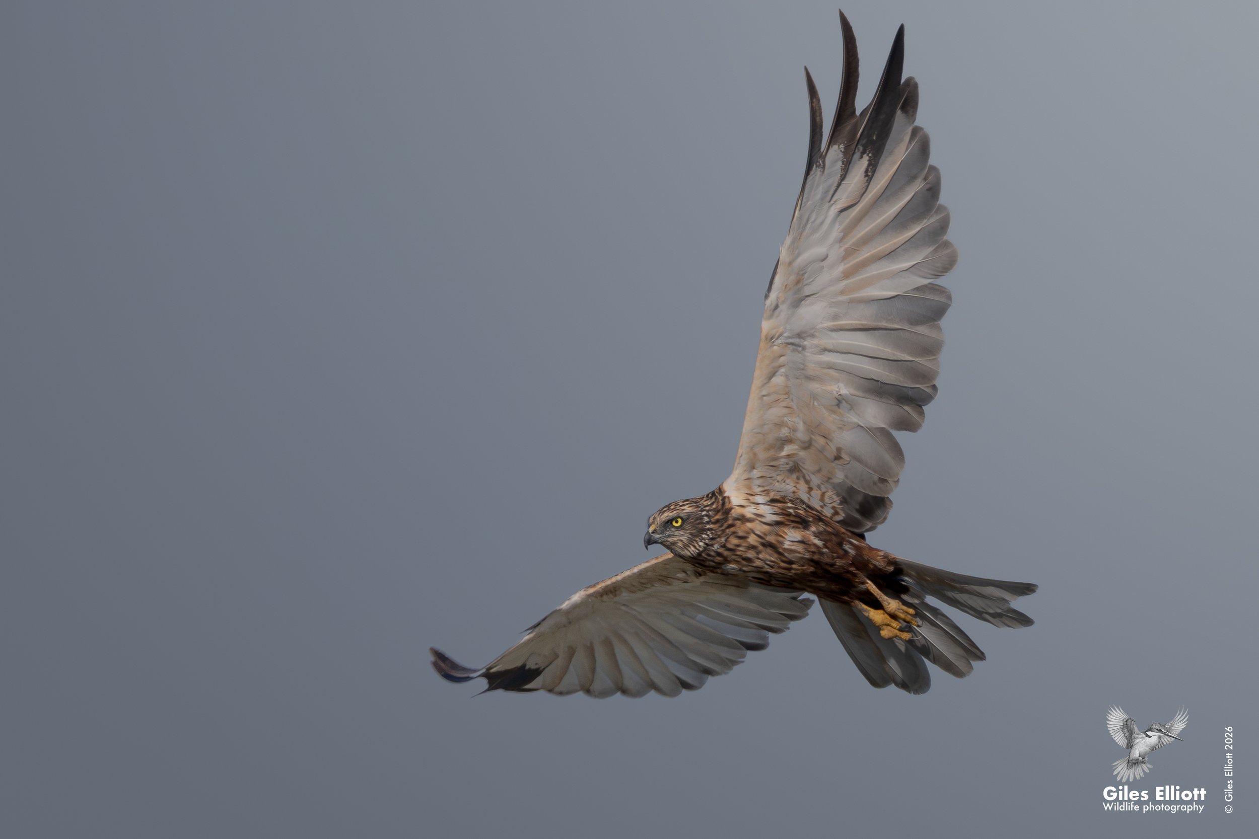Marsh harrier