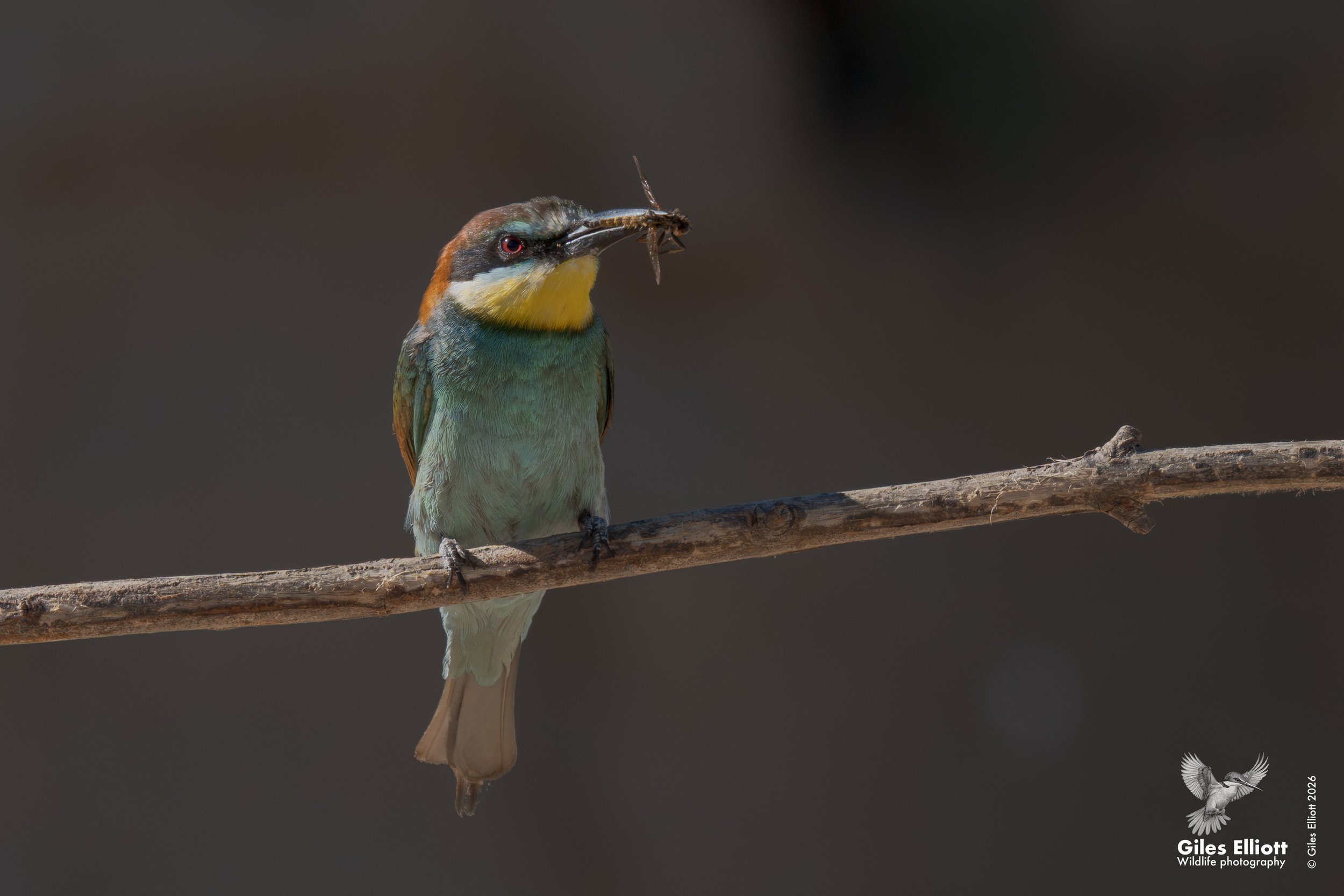 bee eaters 38.jpg