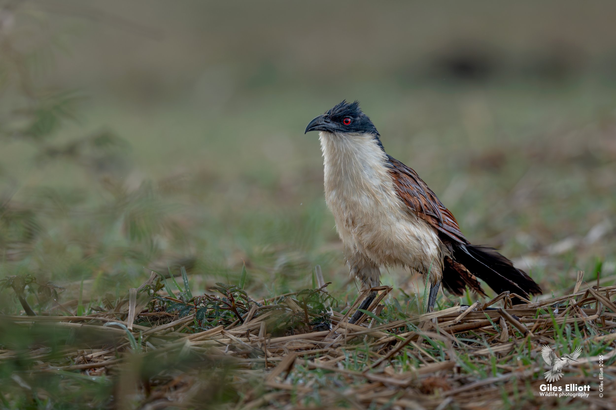 Coppery-tailed coucal