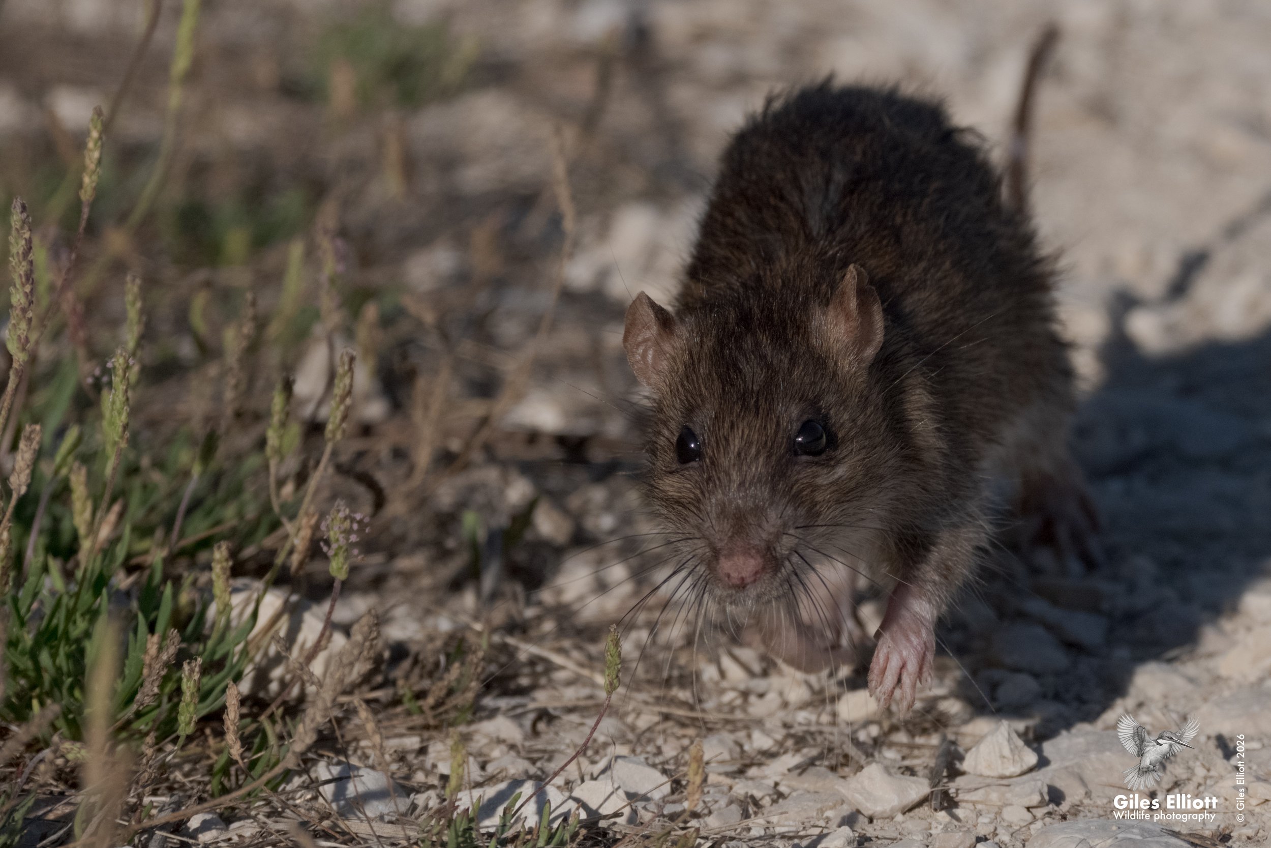 Brown rat