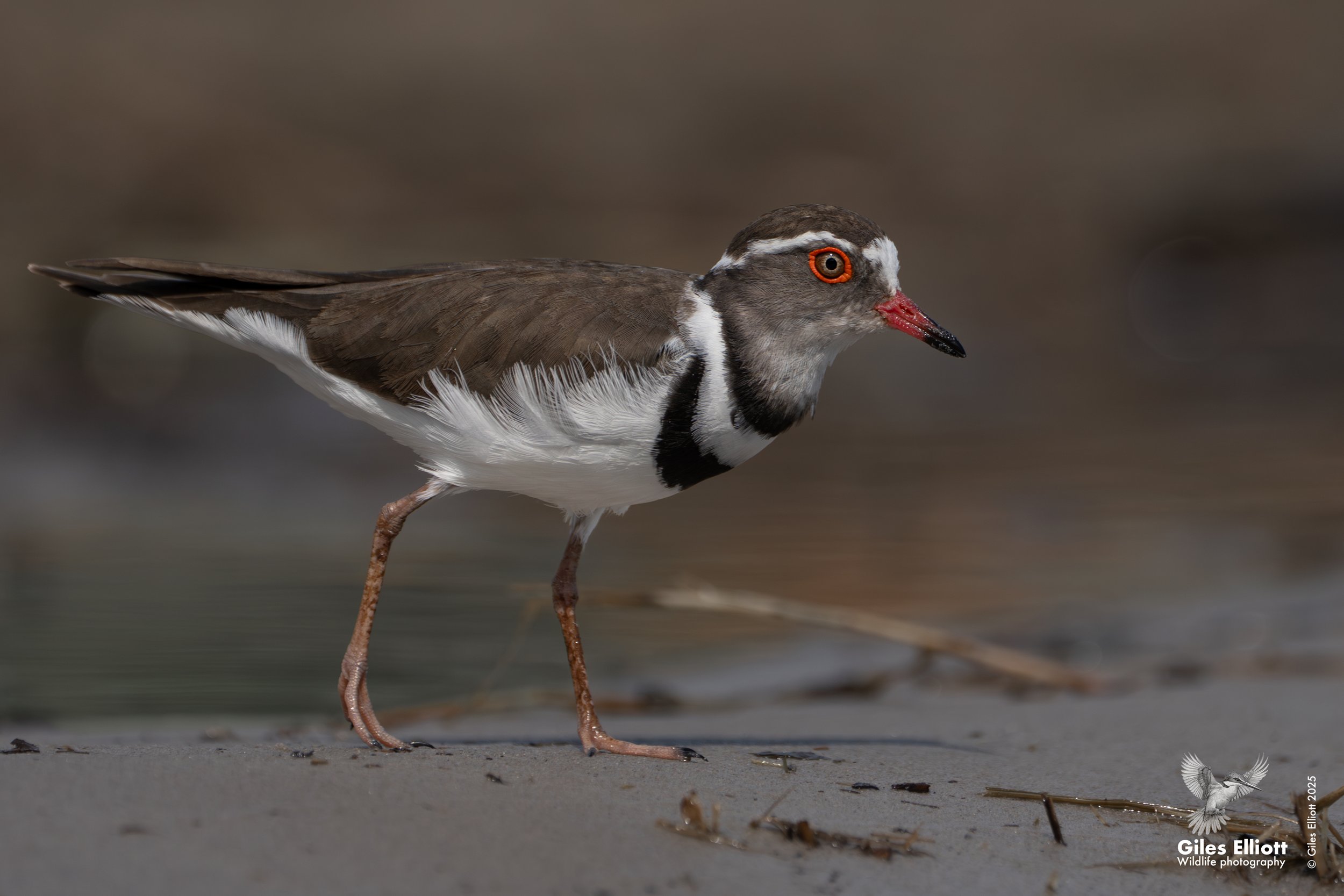 A triple banded plover standing on sandy ground with a blurred background, featuring brown, white, black, and red colors, with long pink legs and a red and black beak.