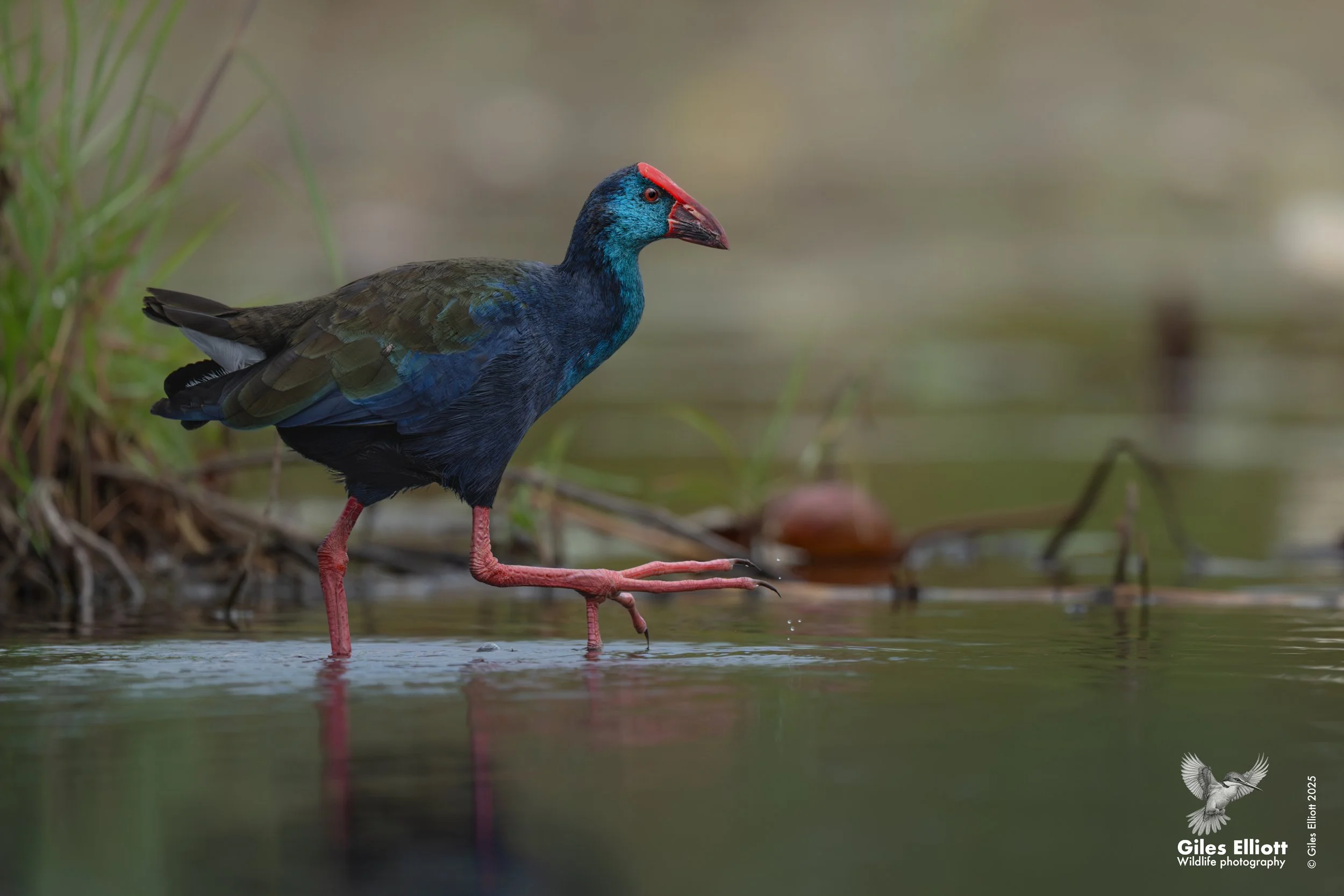 African swamphen