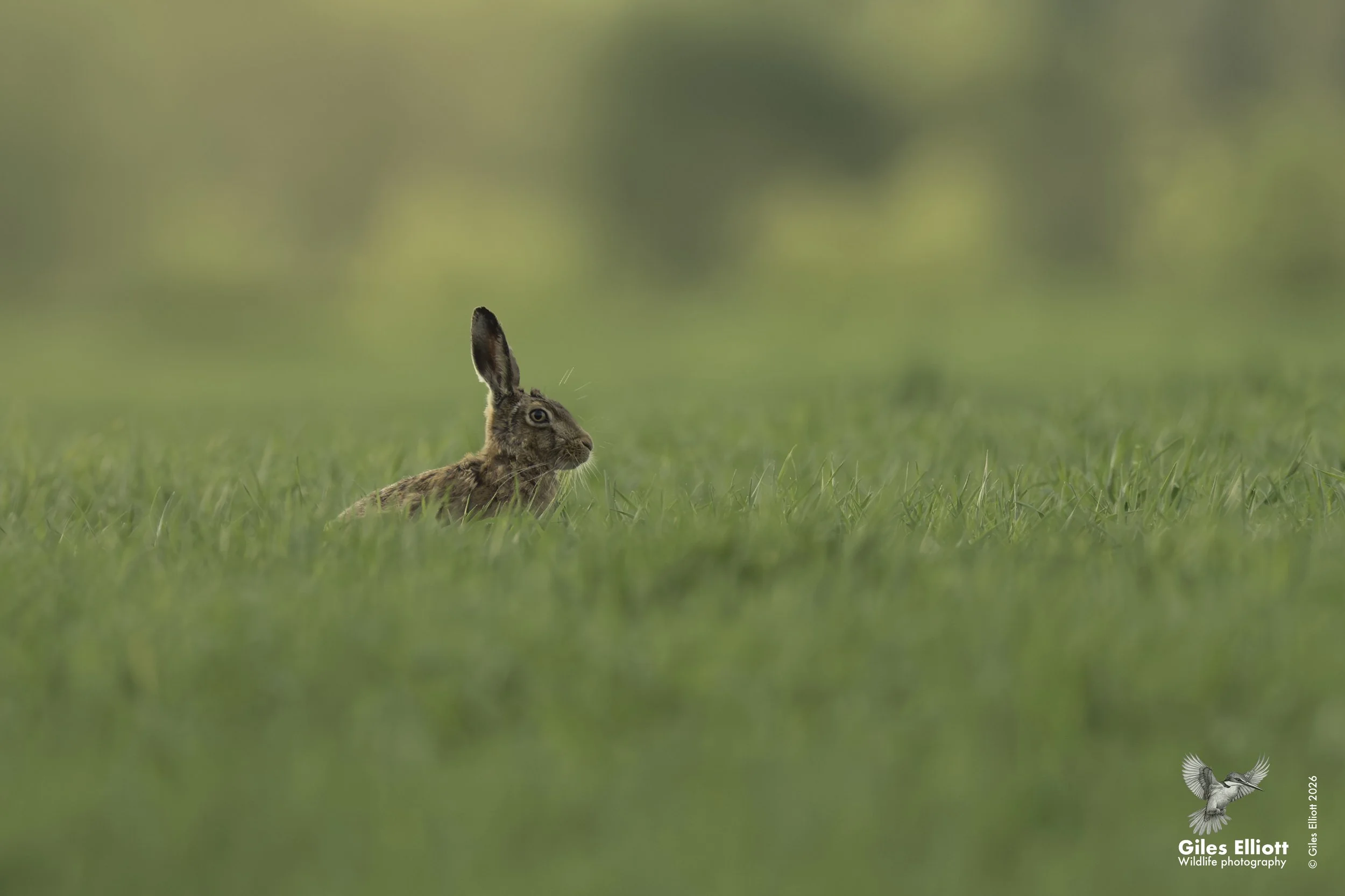 Hare