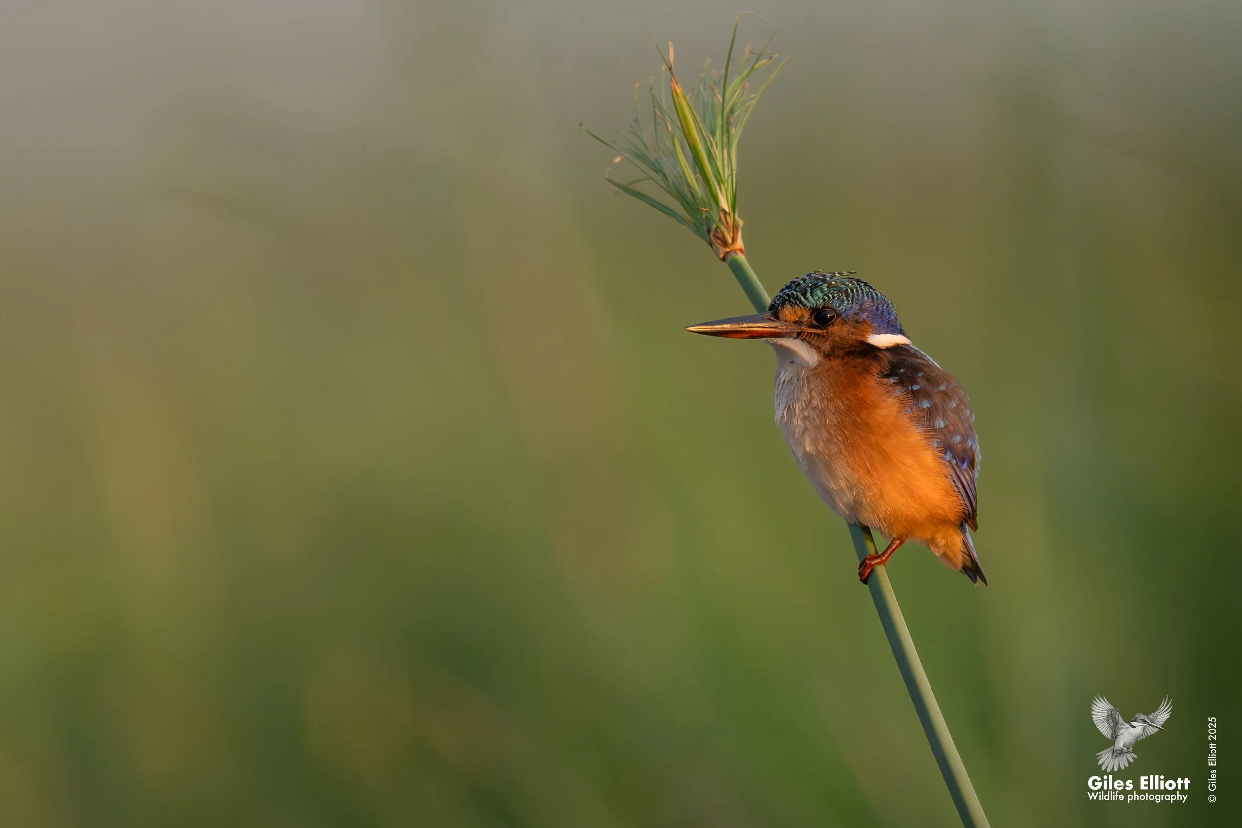 Malachite kingfisher

