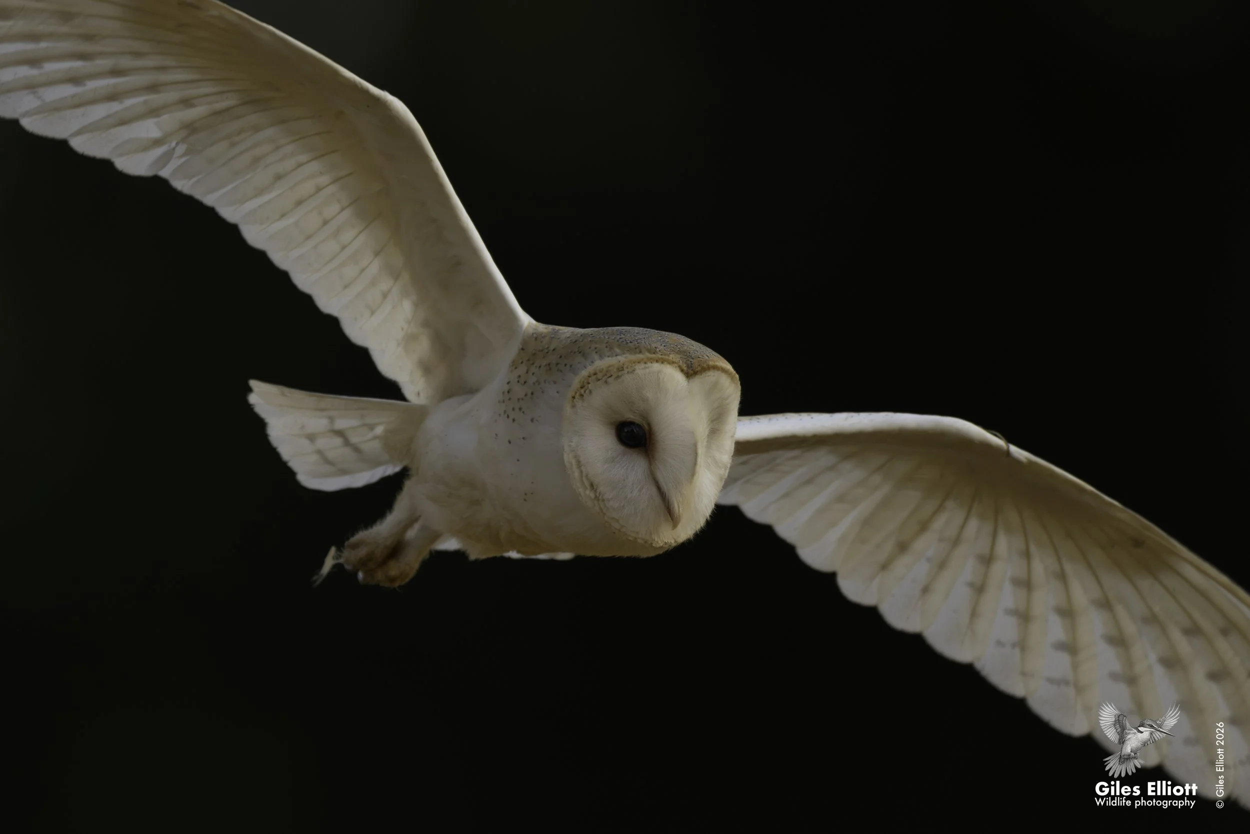 owl 11.jpg