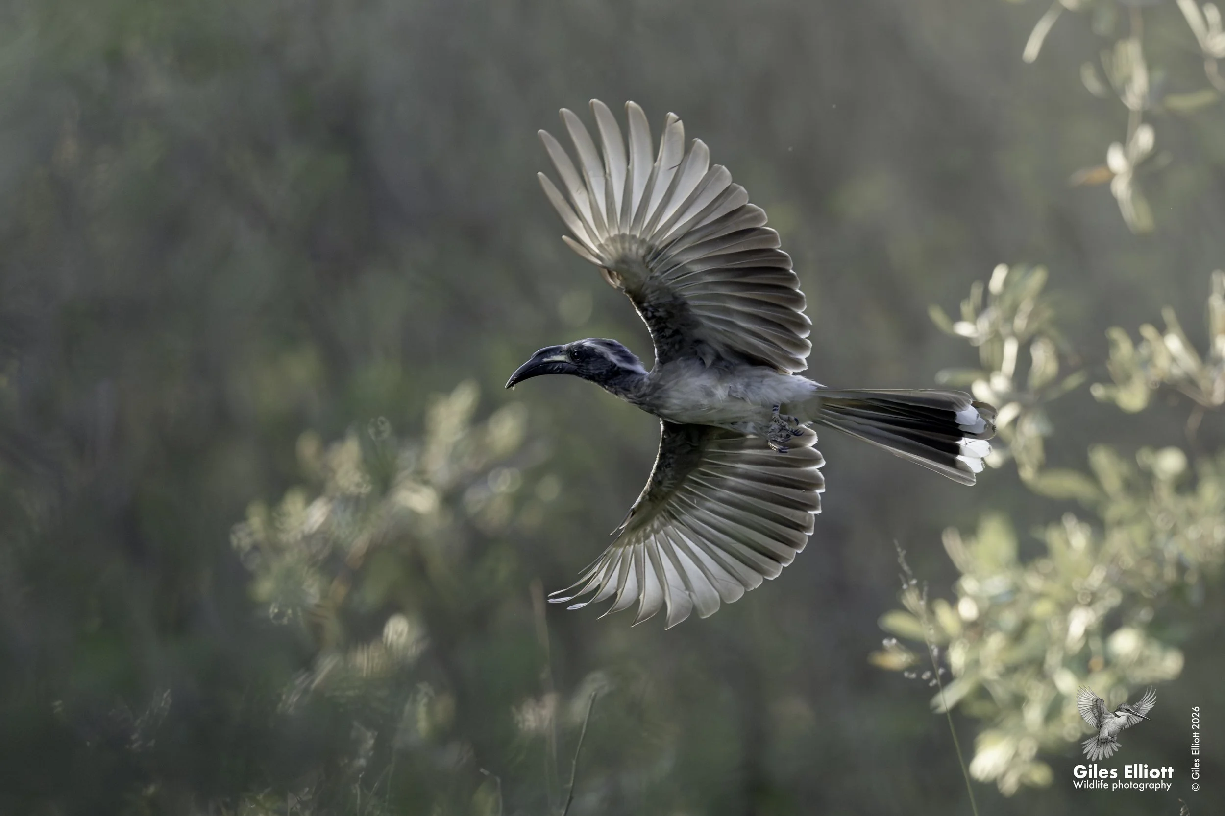 African grey hornbill