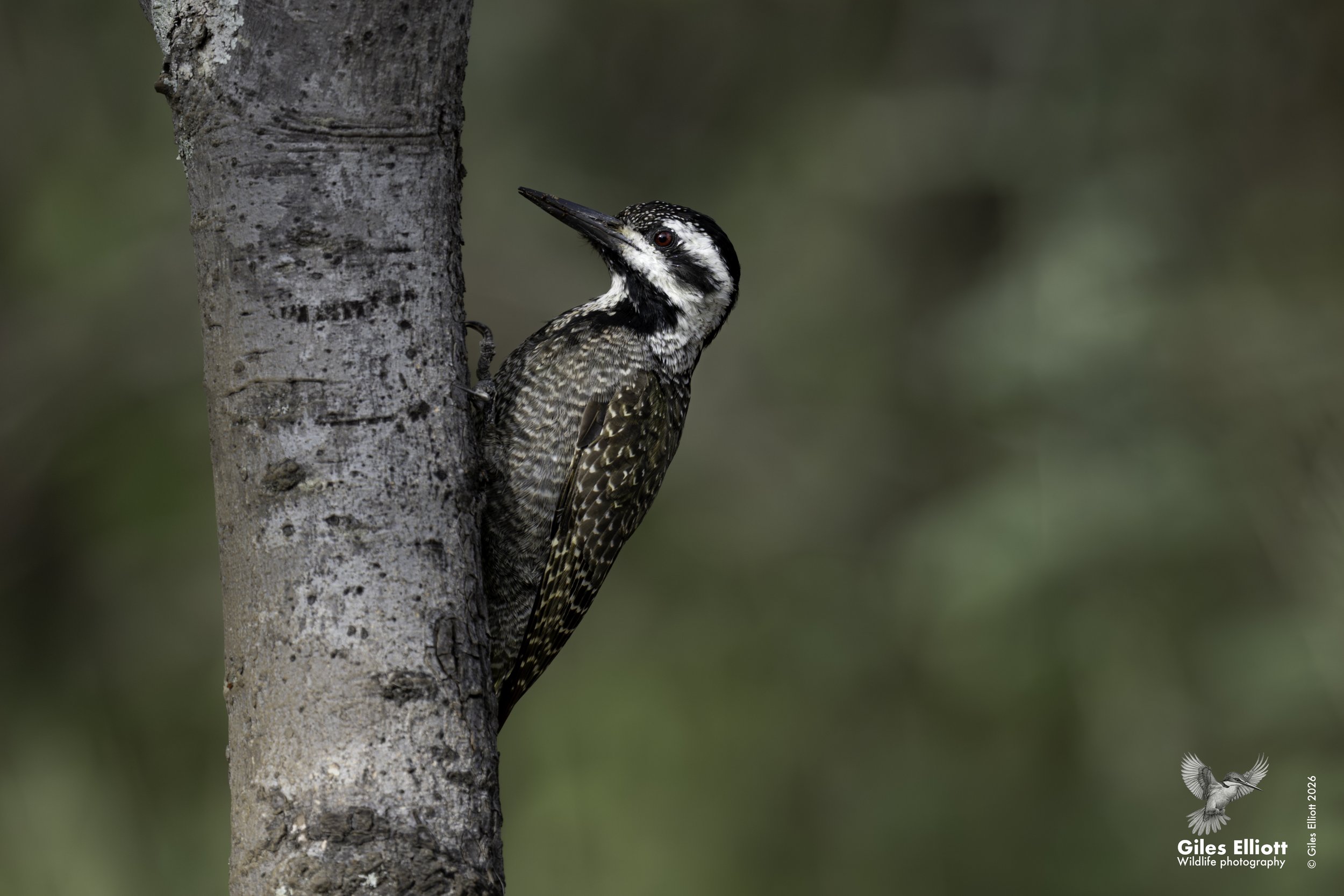 Bearded woodpecker