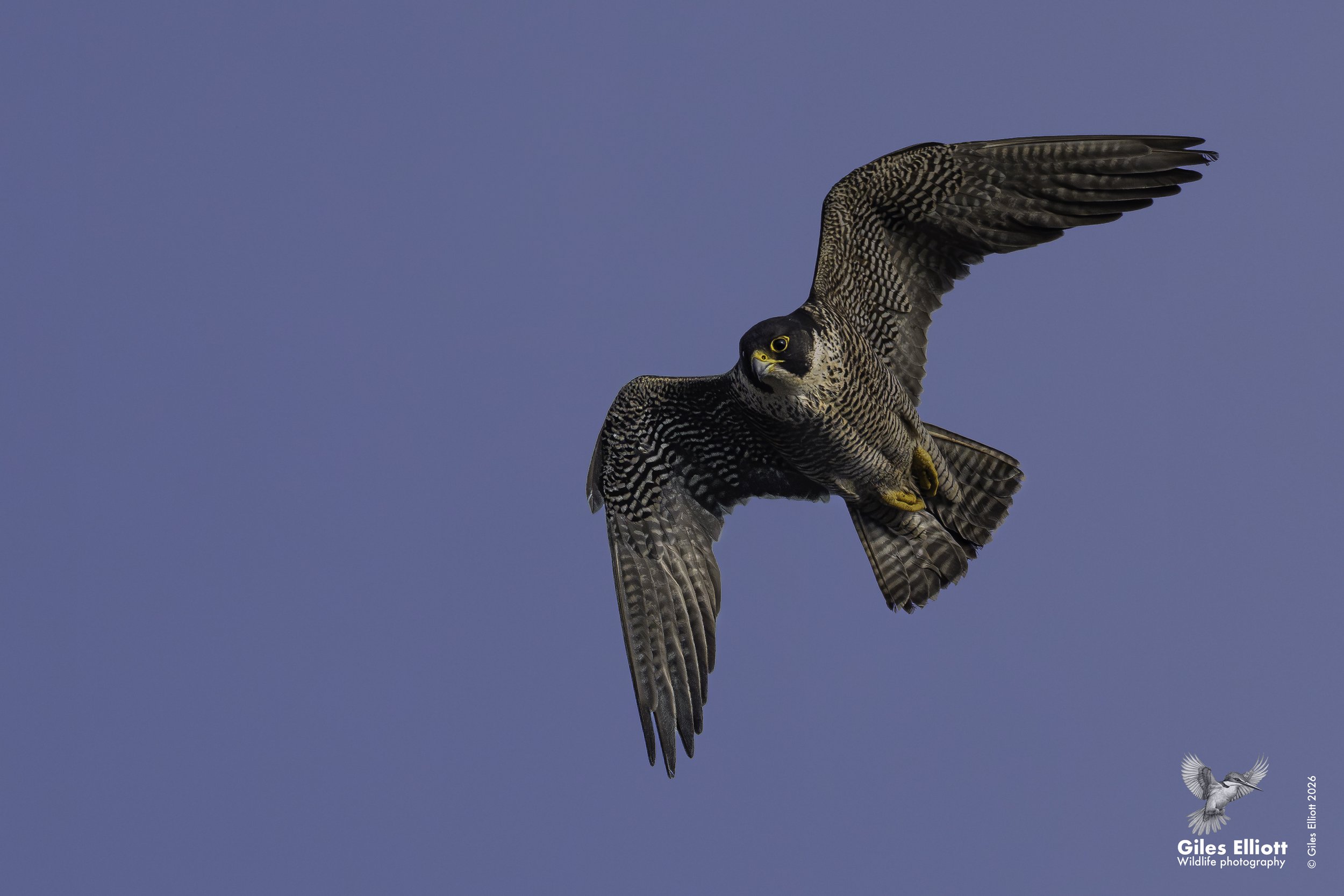 Peregrine falcon