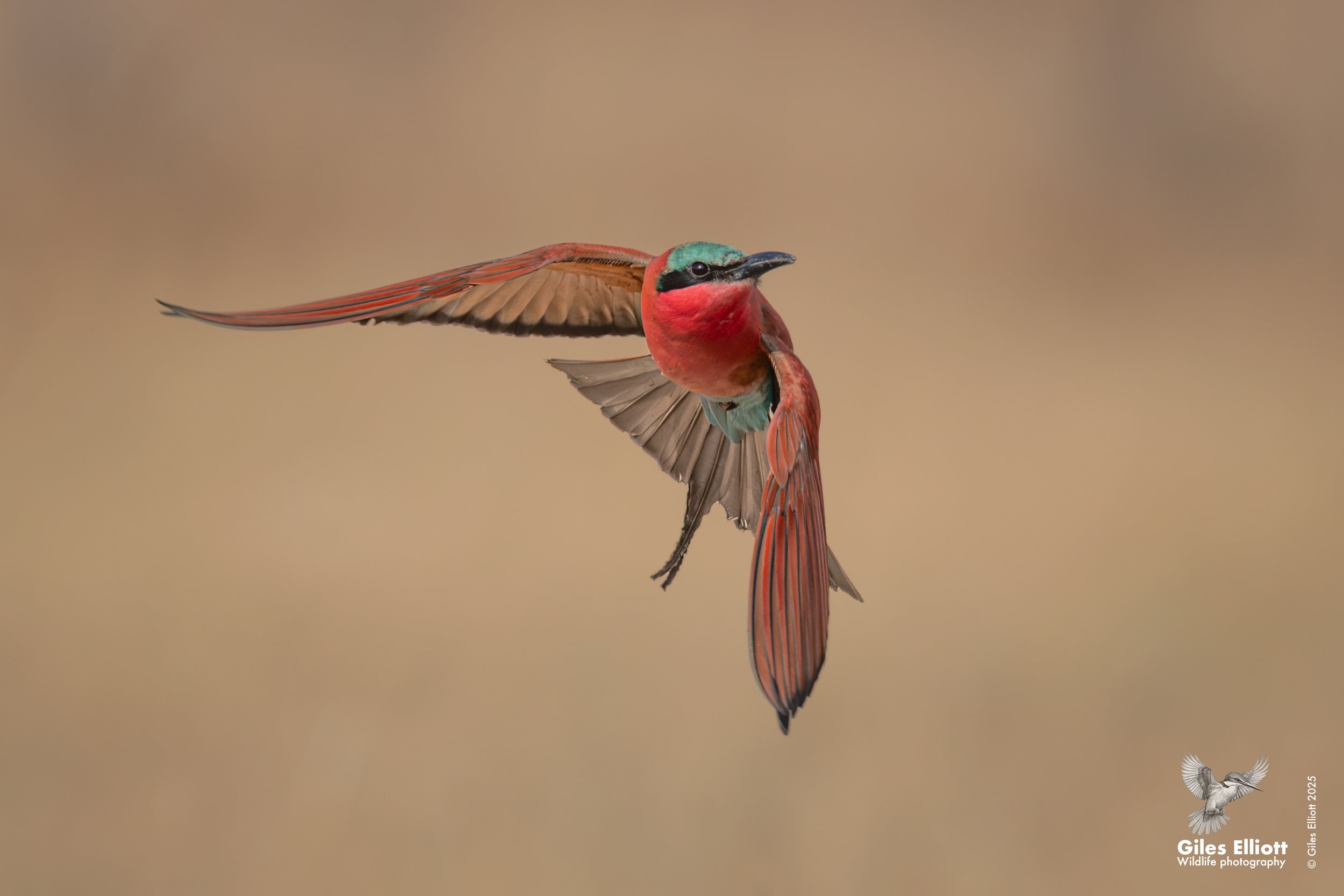 Southern Carmine Bee-eater
