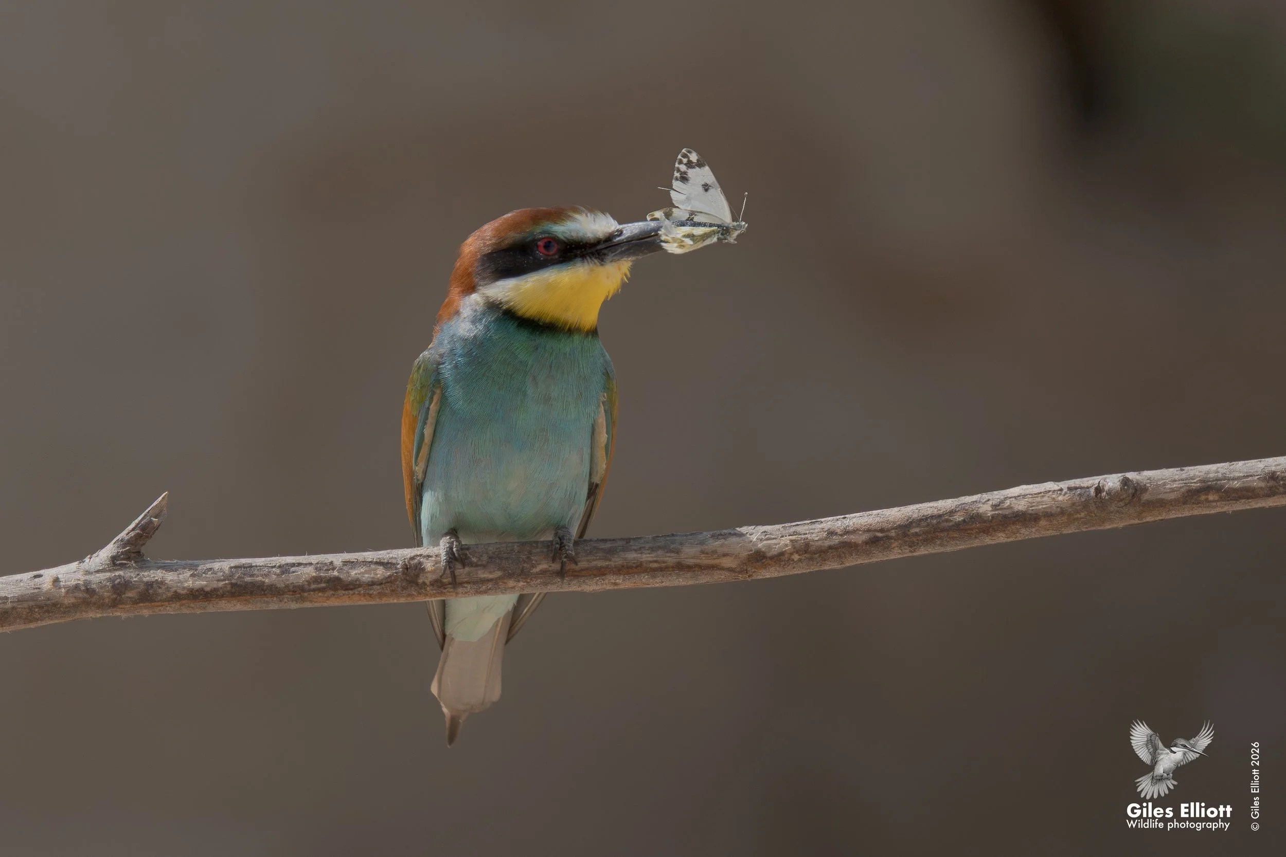 bee eaters 49.jpg