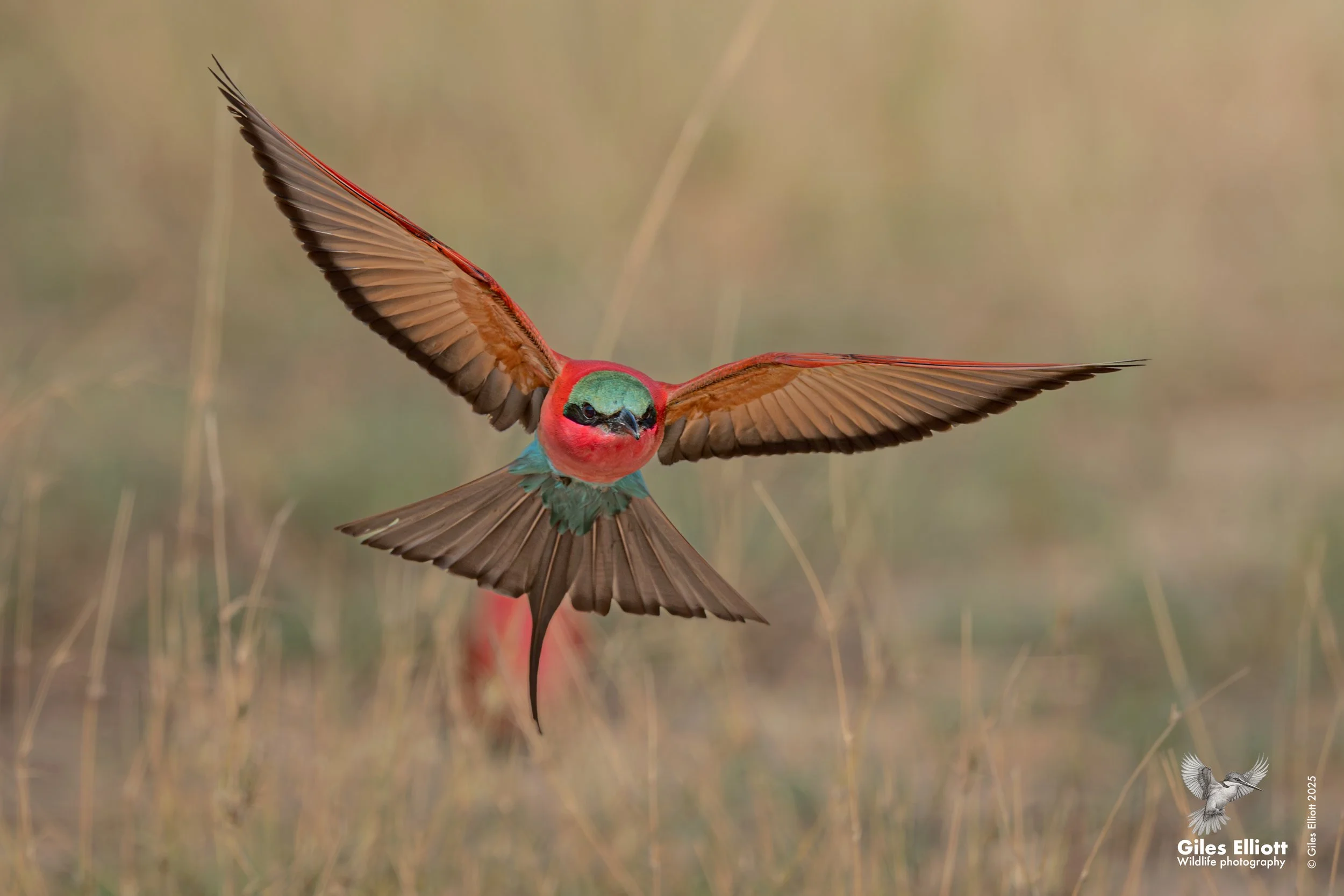 Southern Carmine Bee-eater