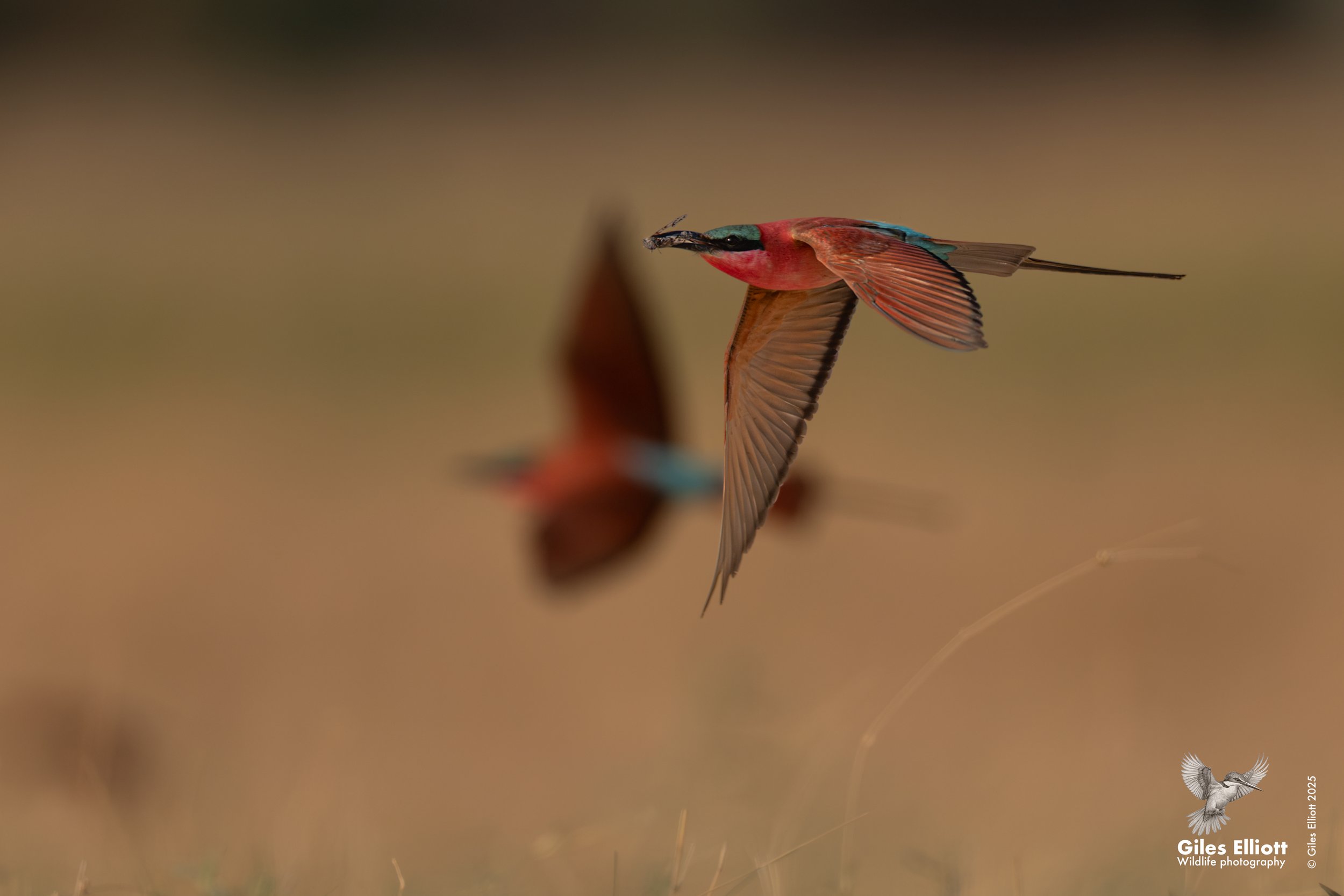 Southern Carmine Bee-eater