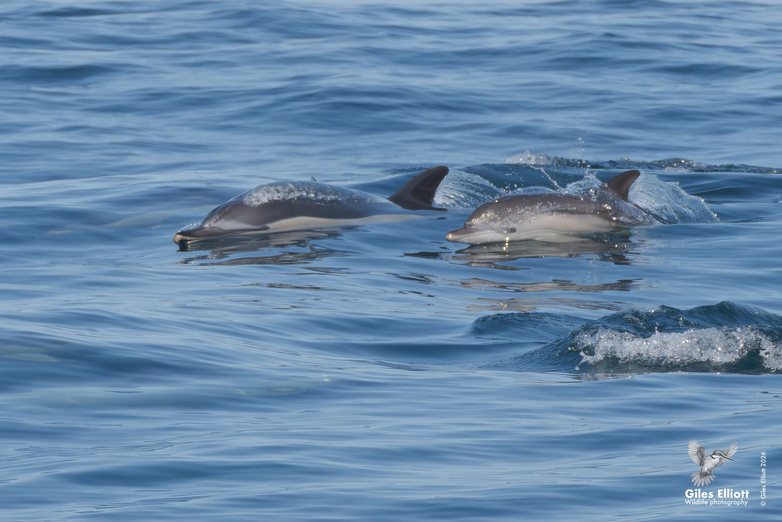 Common dolphin