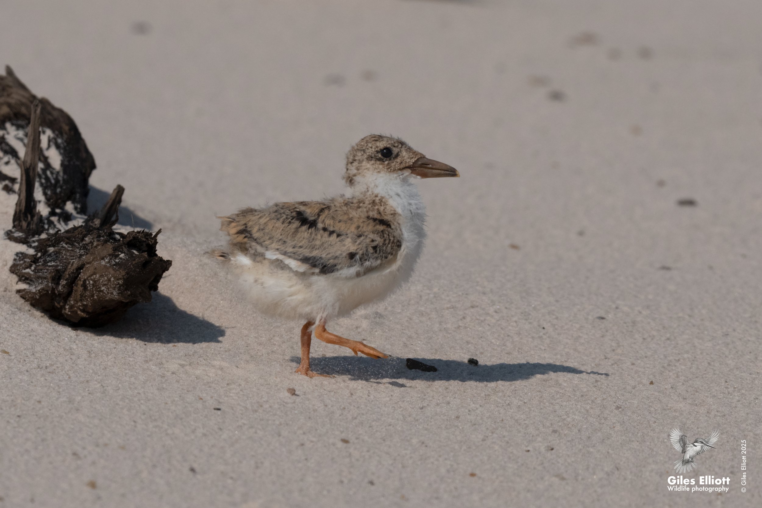 African skimmer