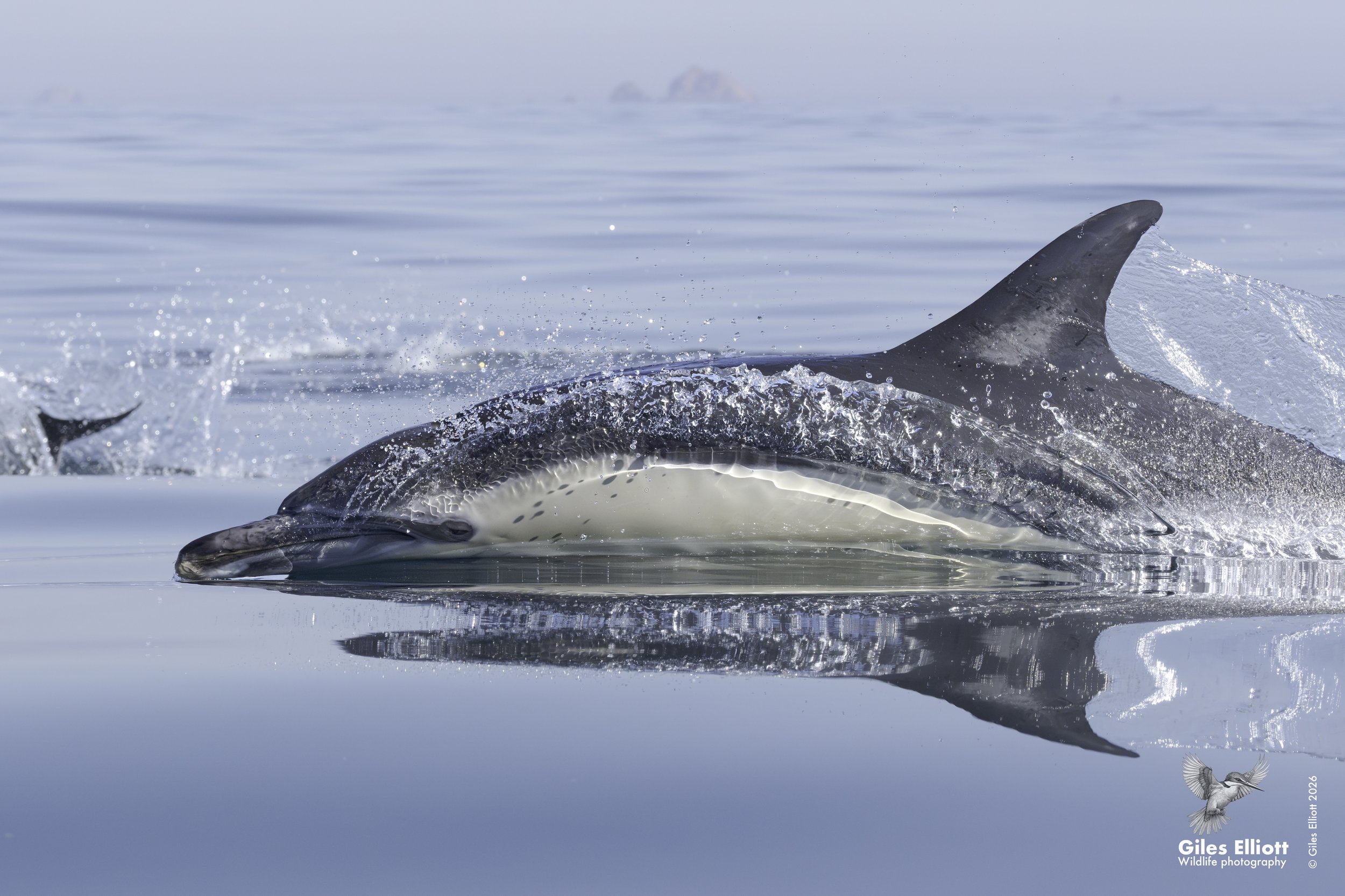 Common dolphin