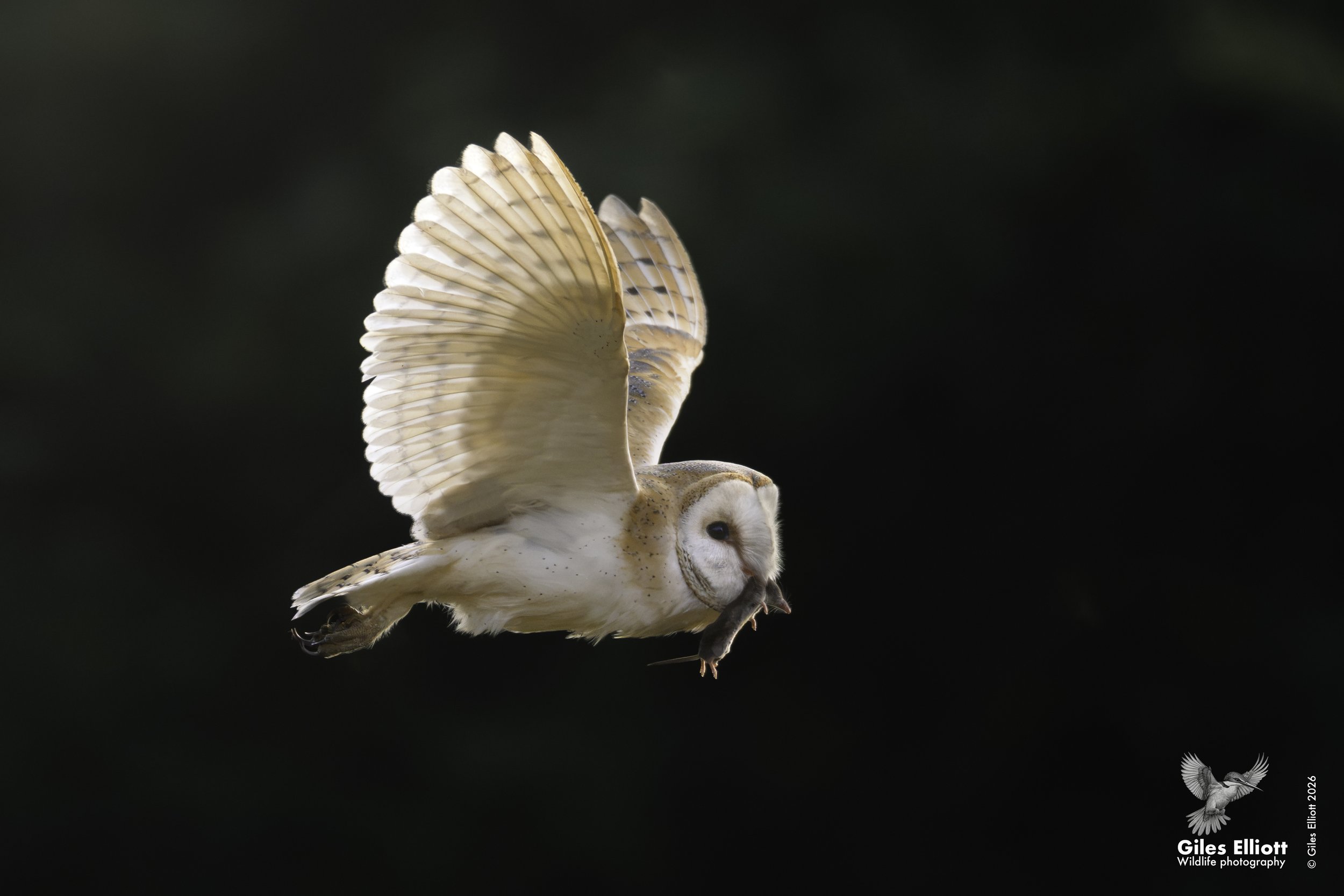 Barn owl