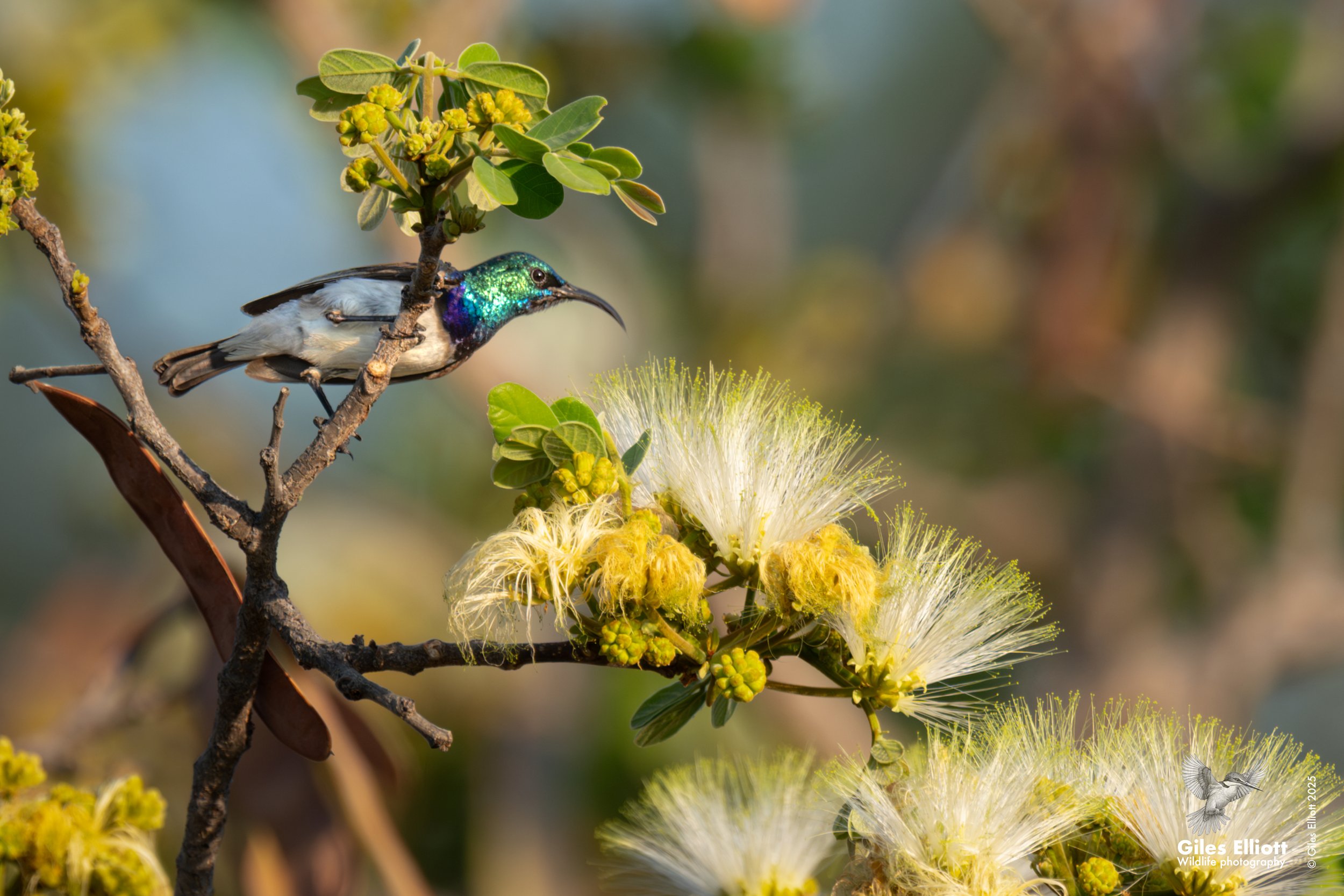 White-bellied sunbird