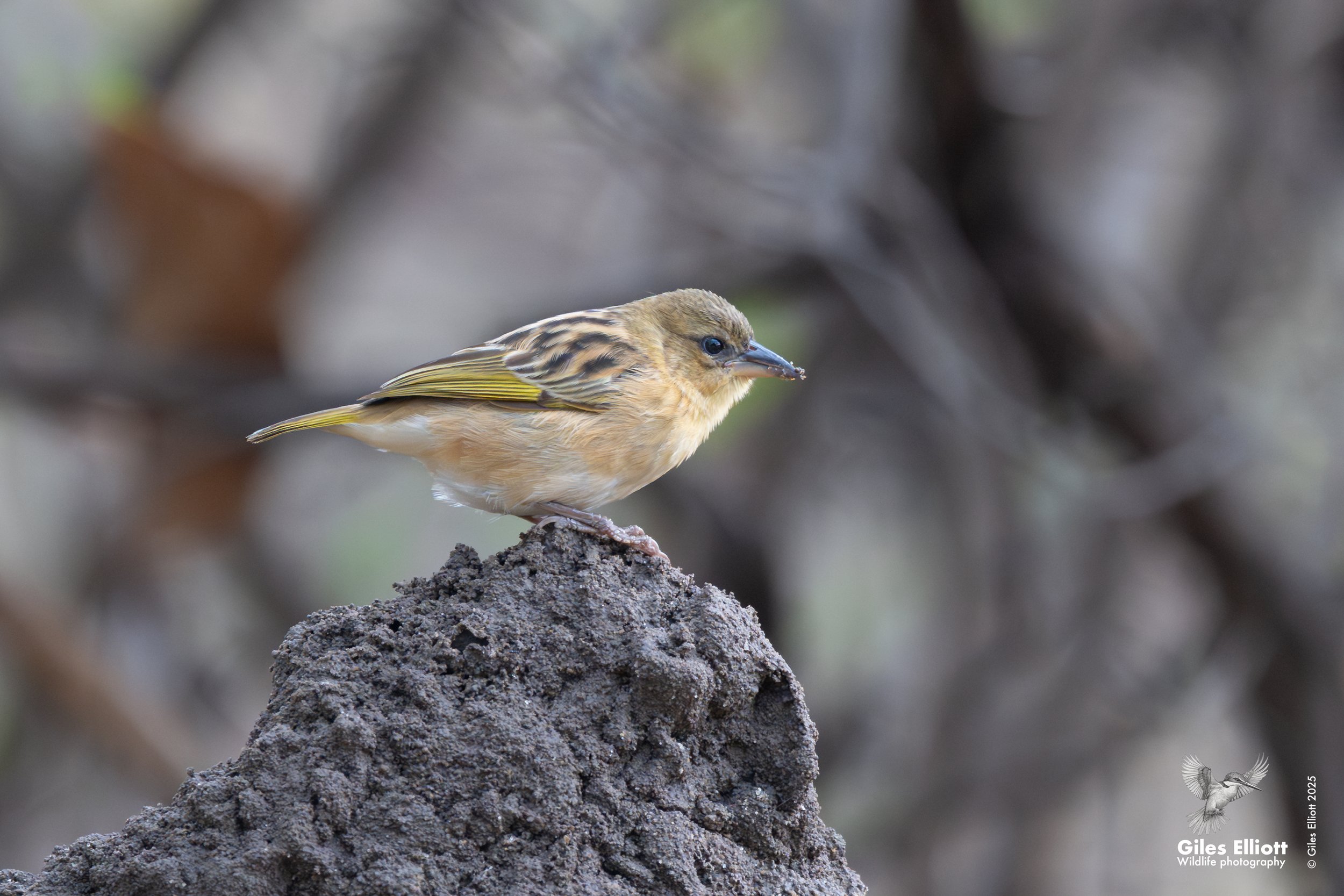 Southern brown-throated weaver