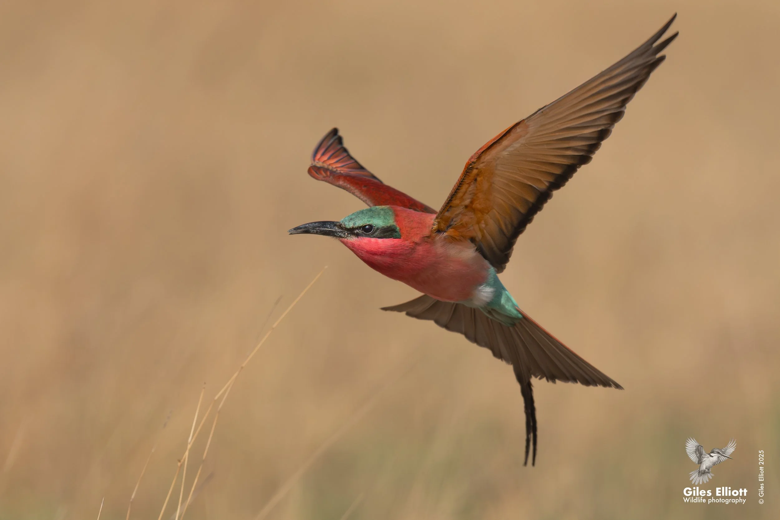 Southern Carmine Bee-eater