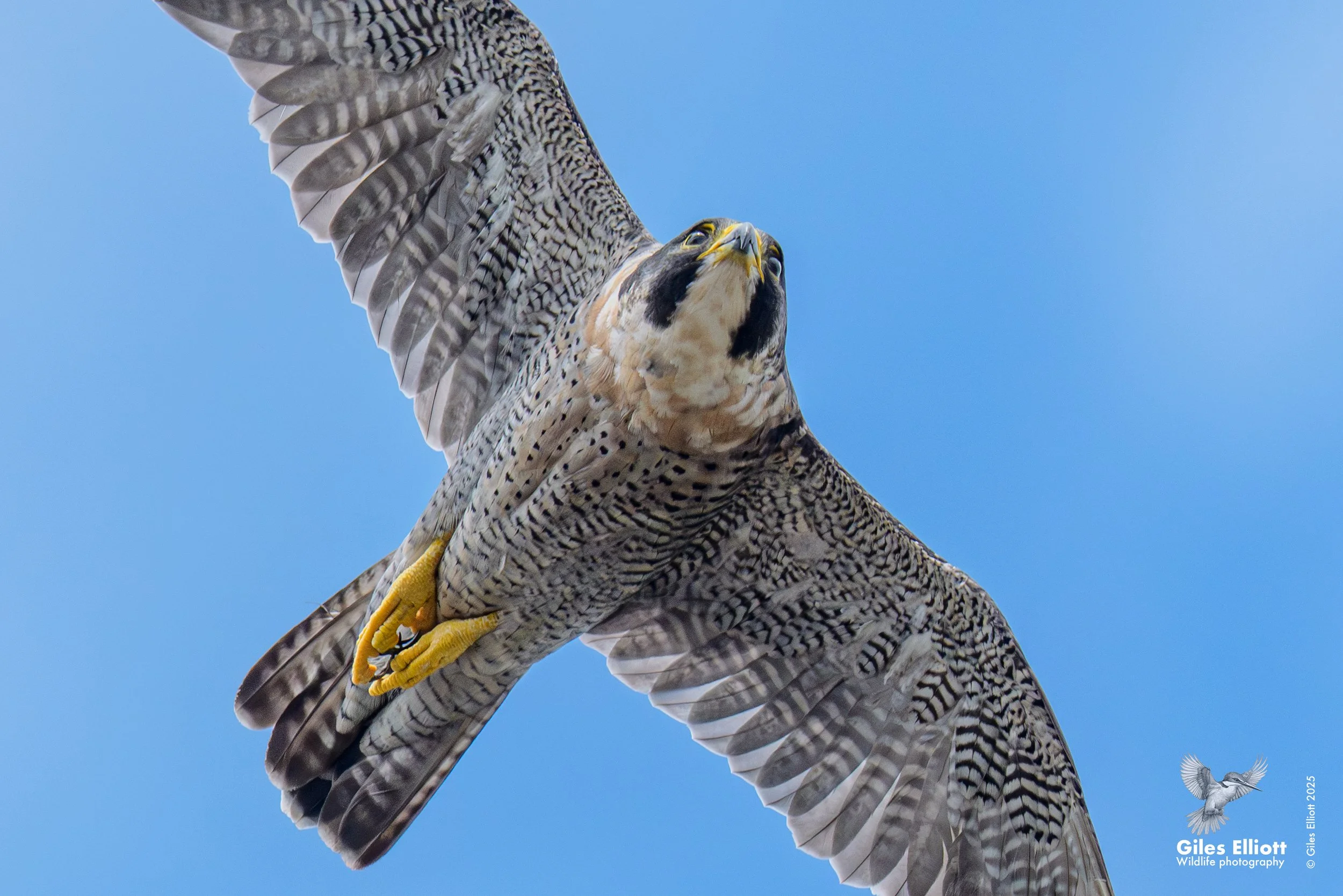 Peregrine falcon