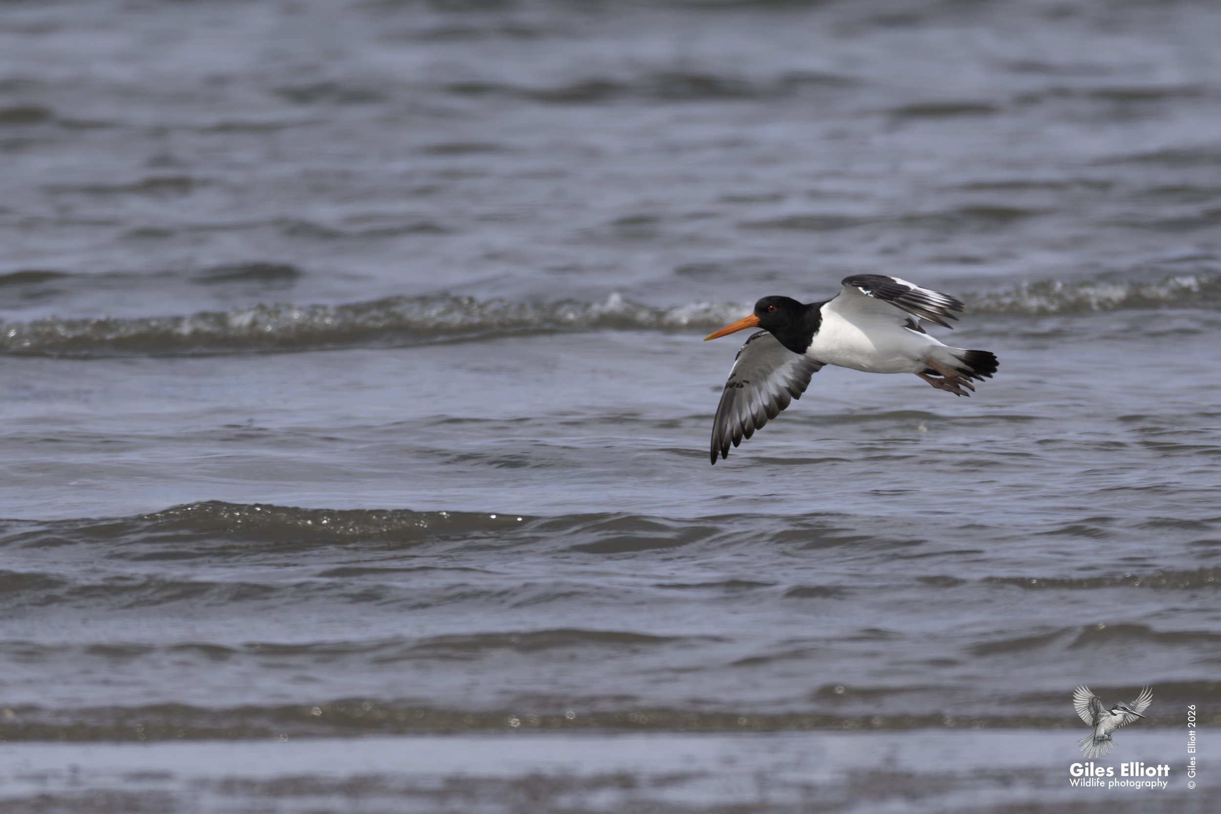Oystercatcher