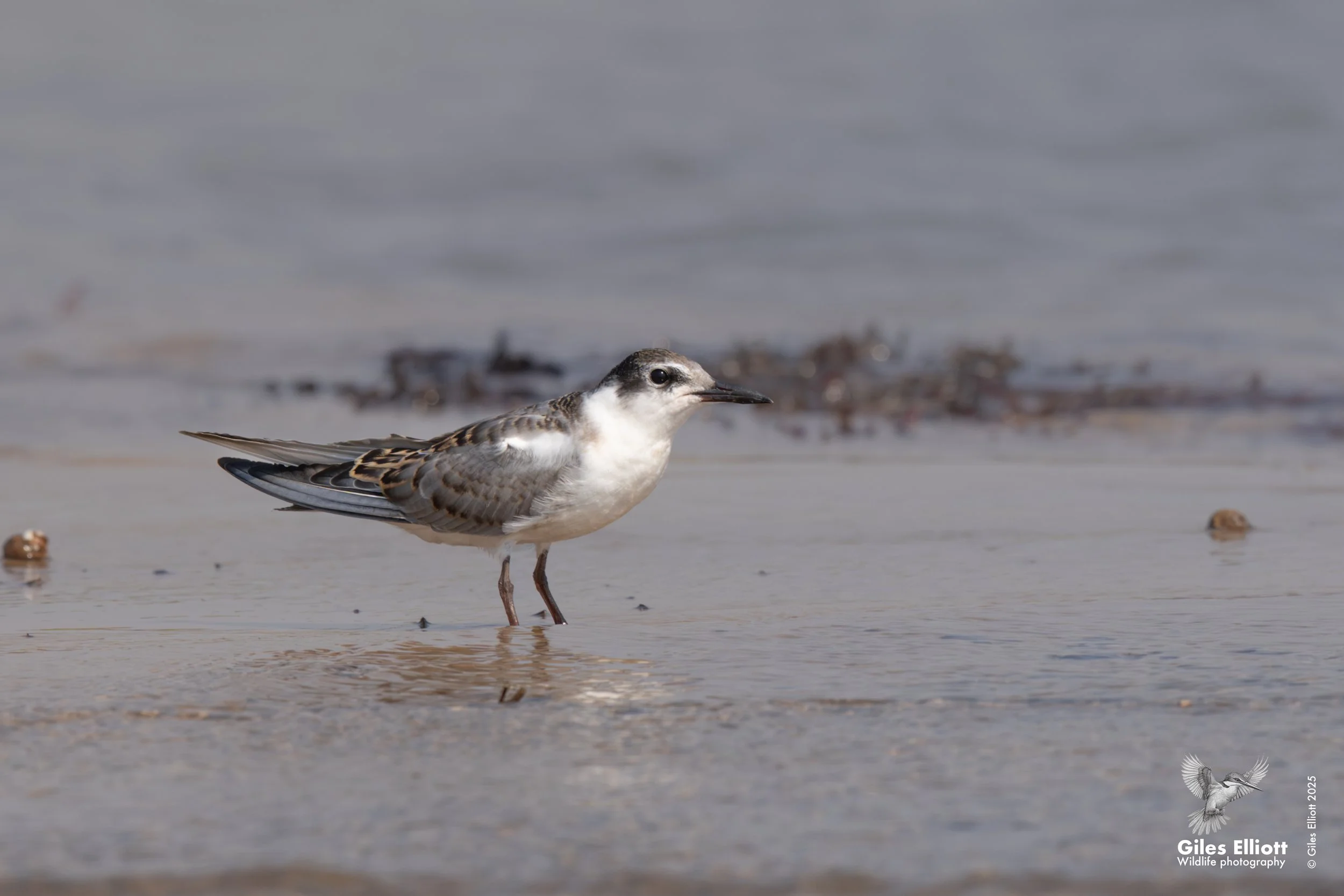 Black tern