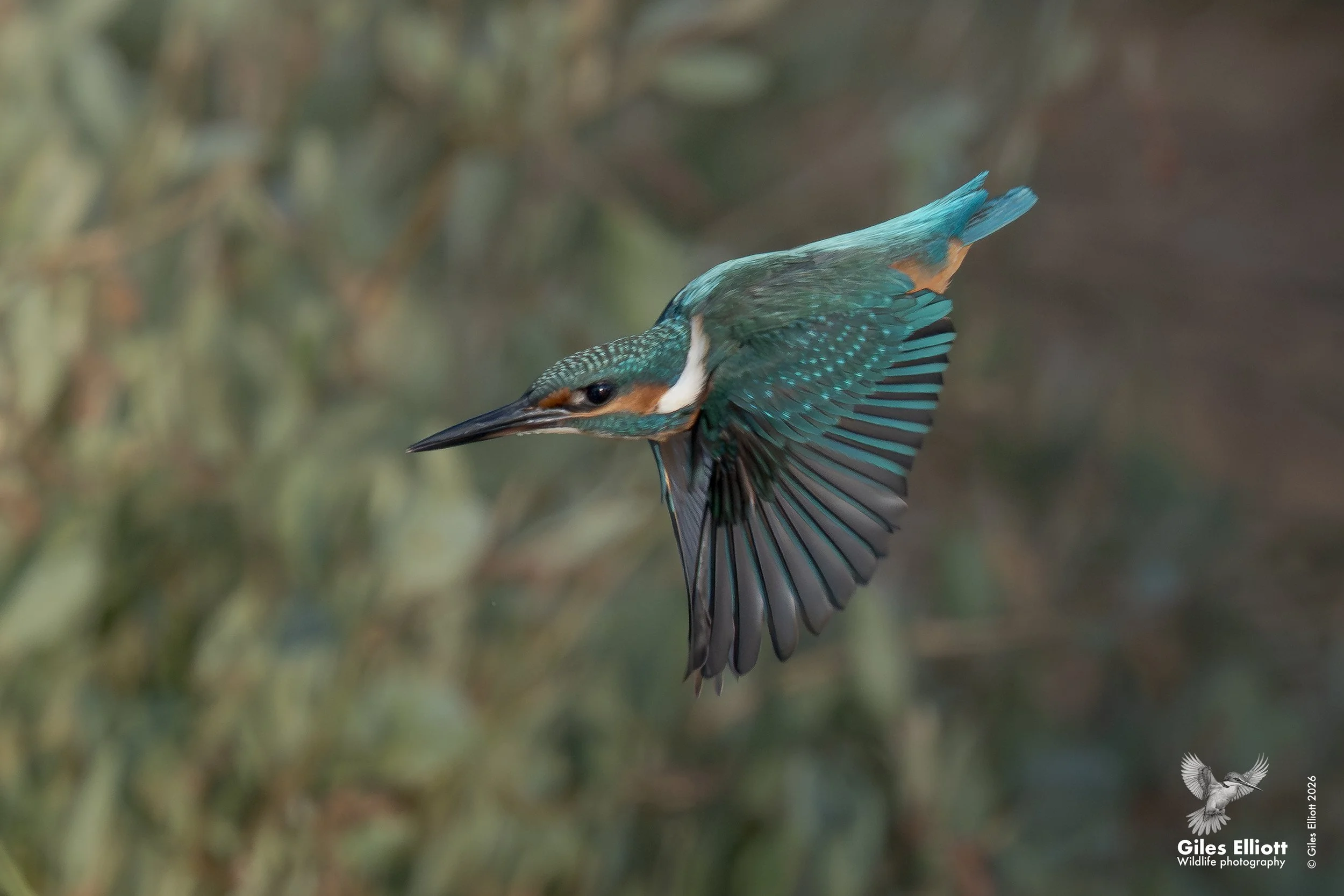 European kingfisher