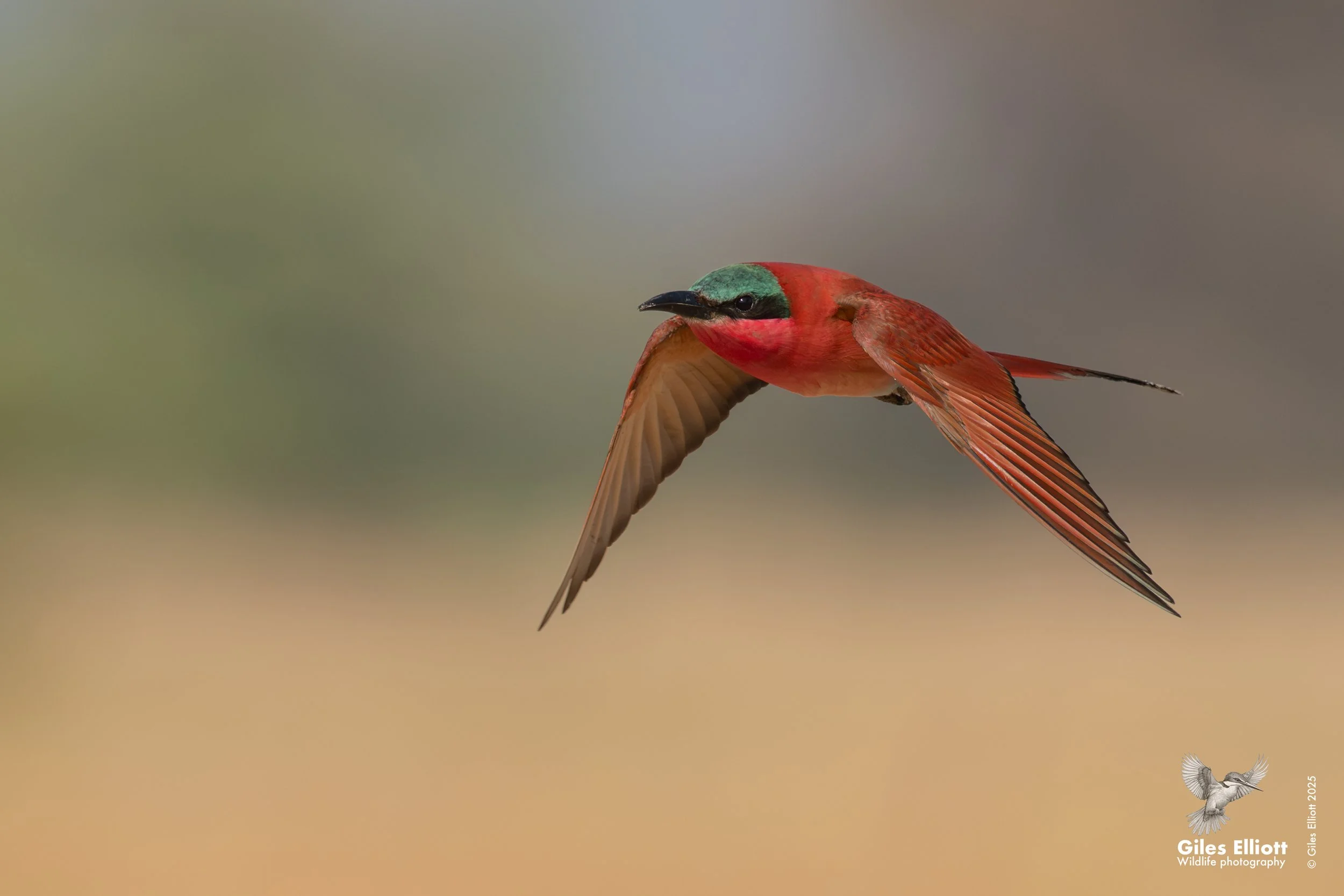 Southern Carmine Bee-eater