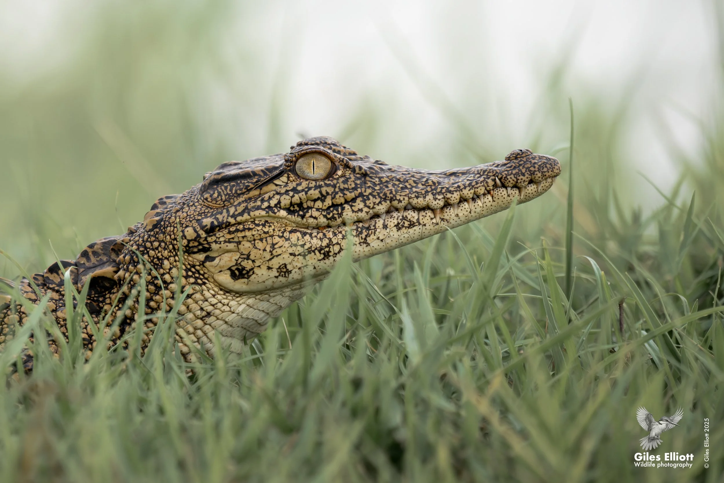 Nile crocodile