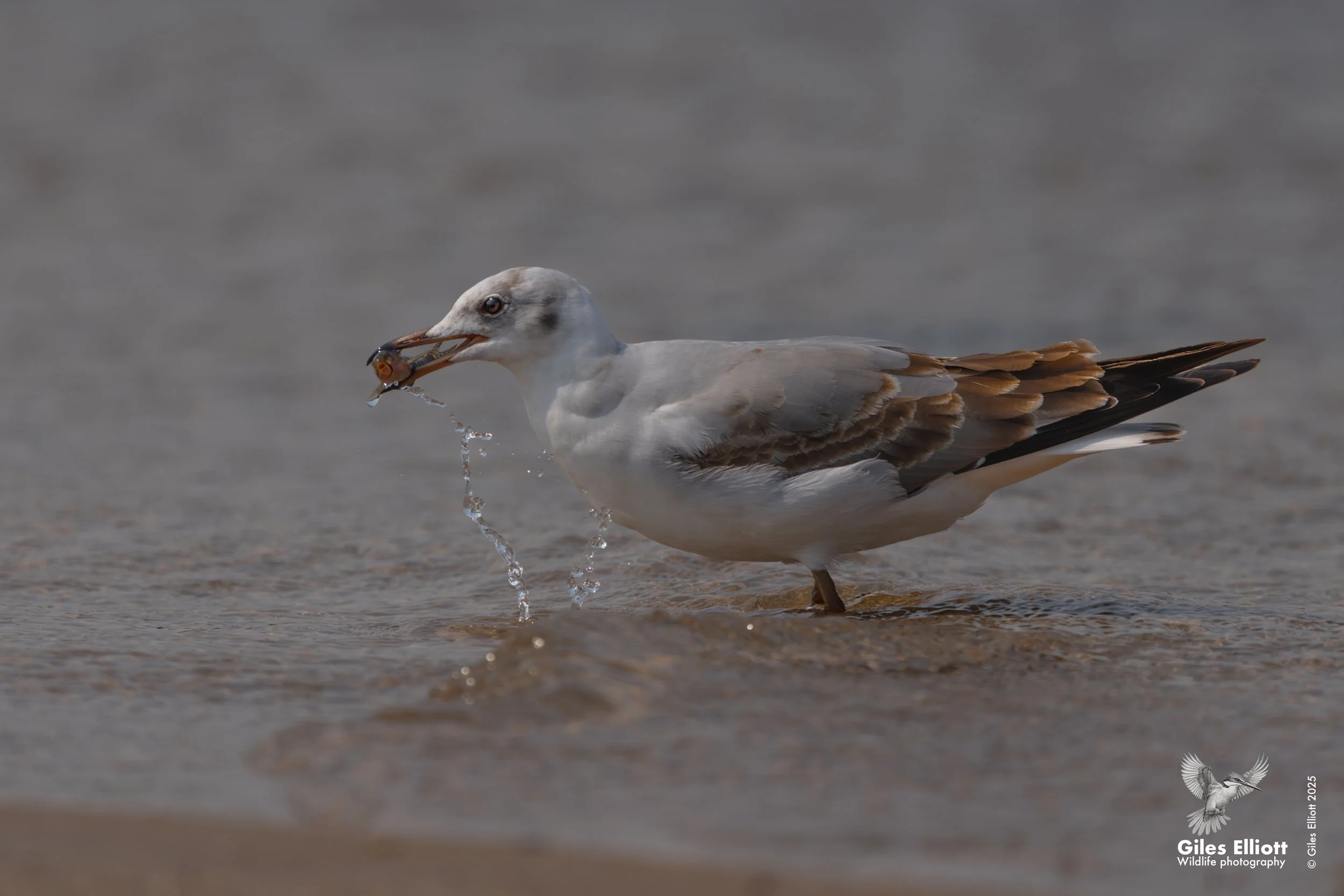 Grey headed gull