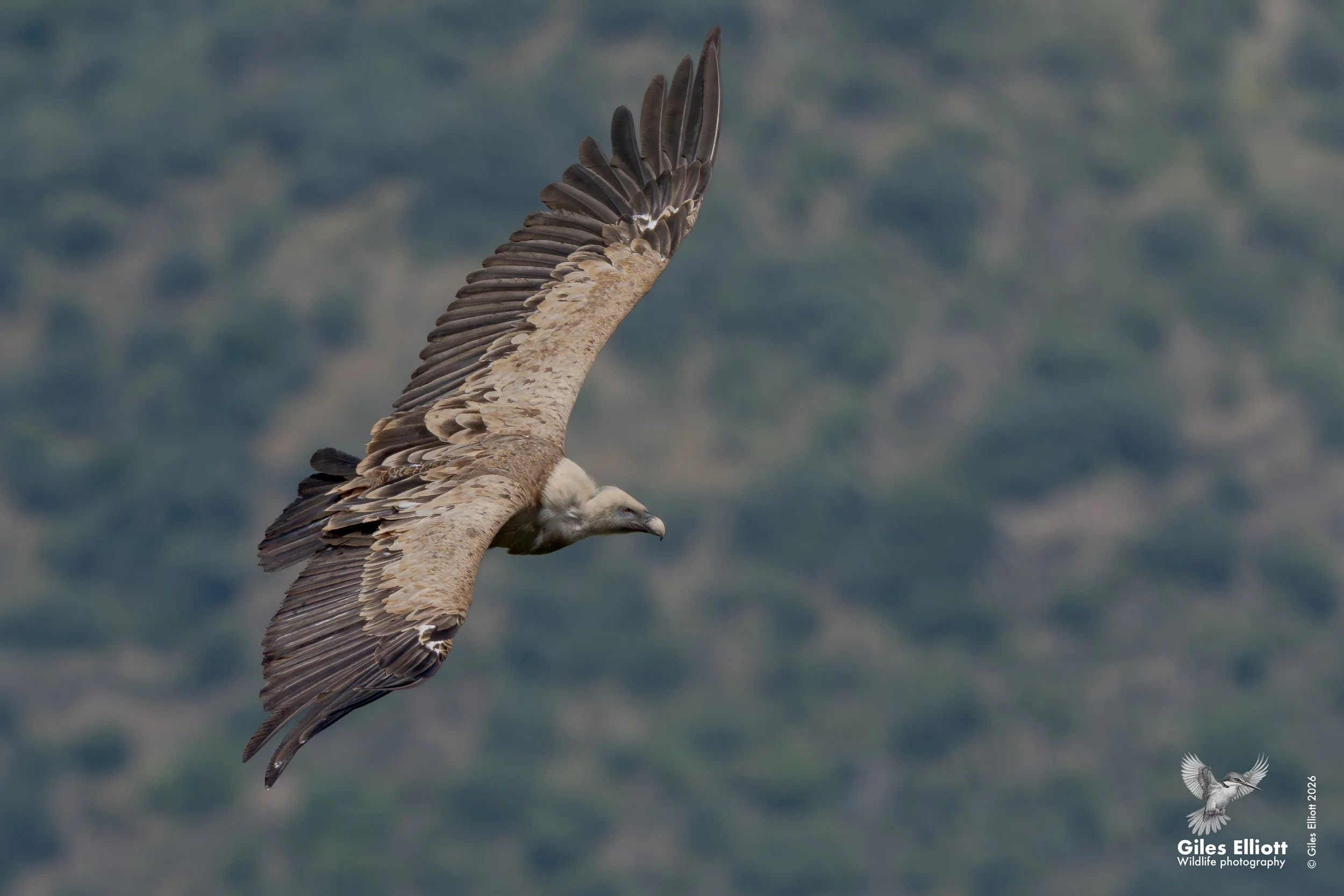 Griffon vulture