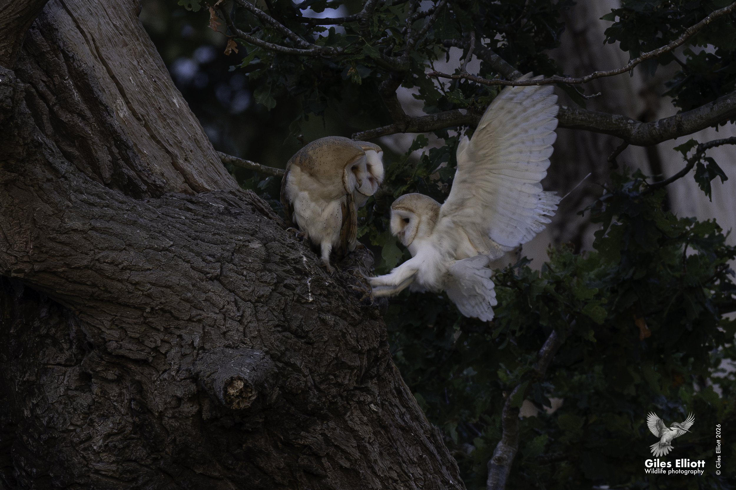 Barn owl