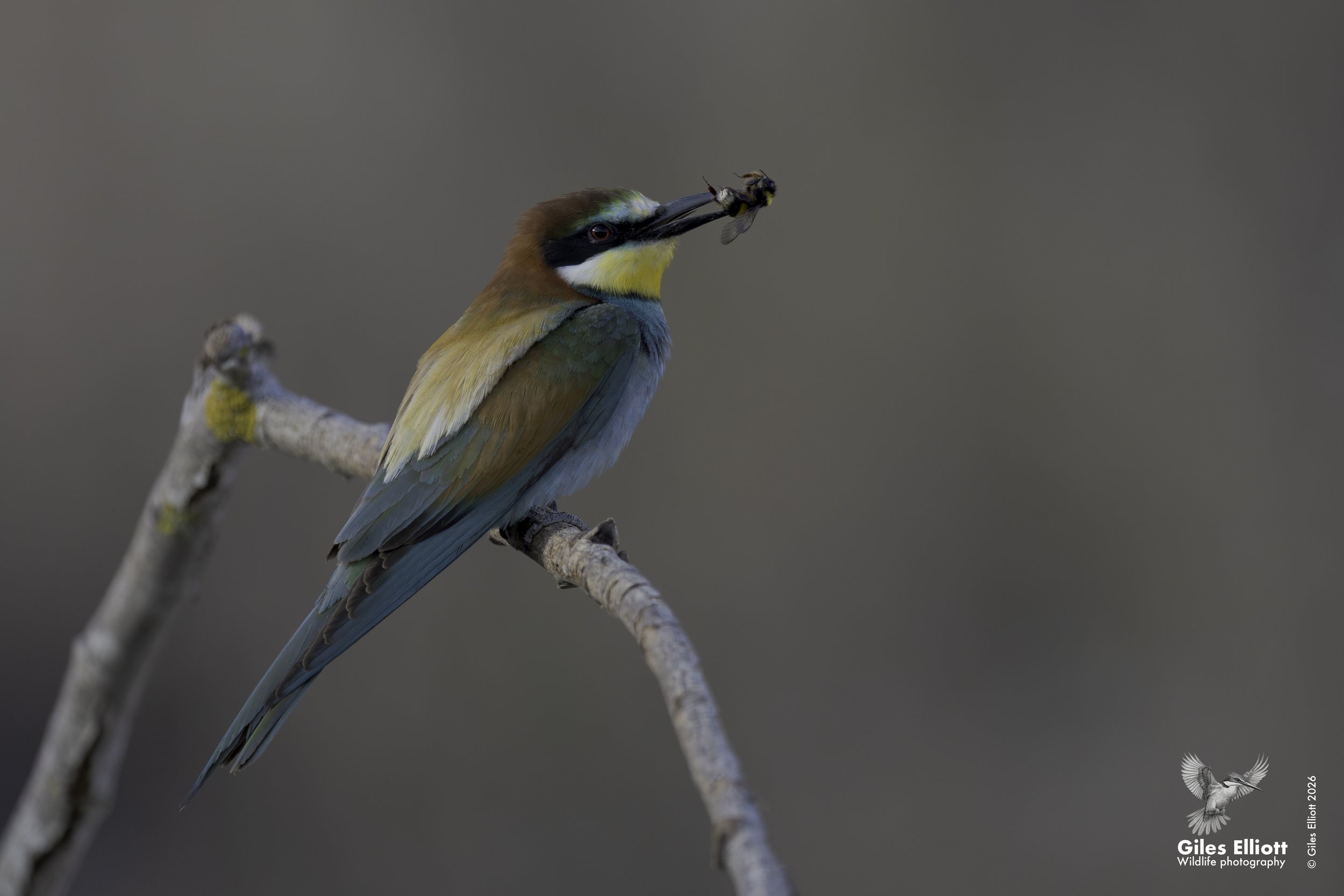 European bee-eater