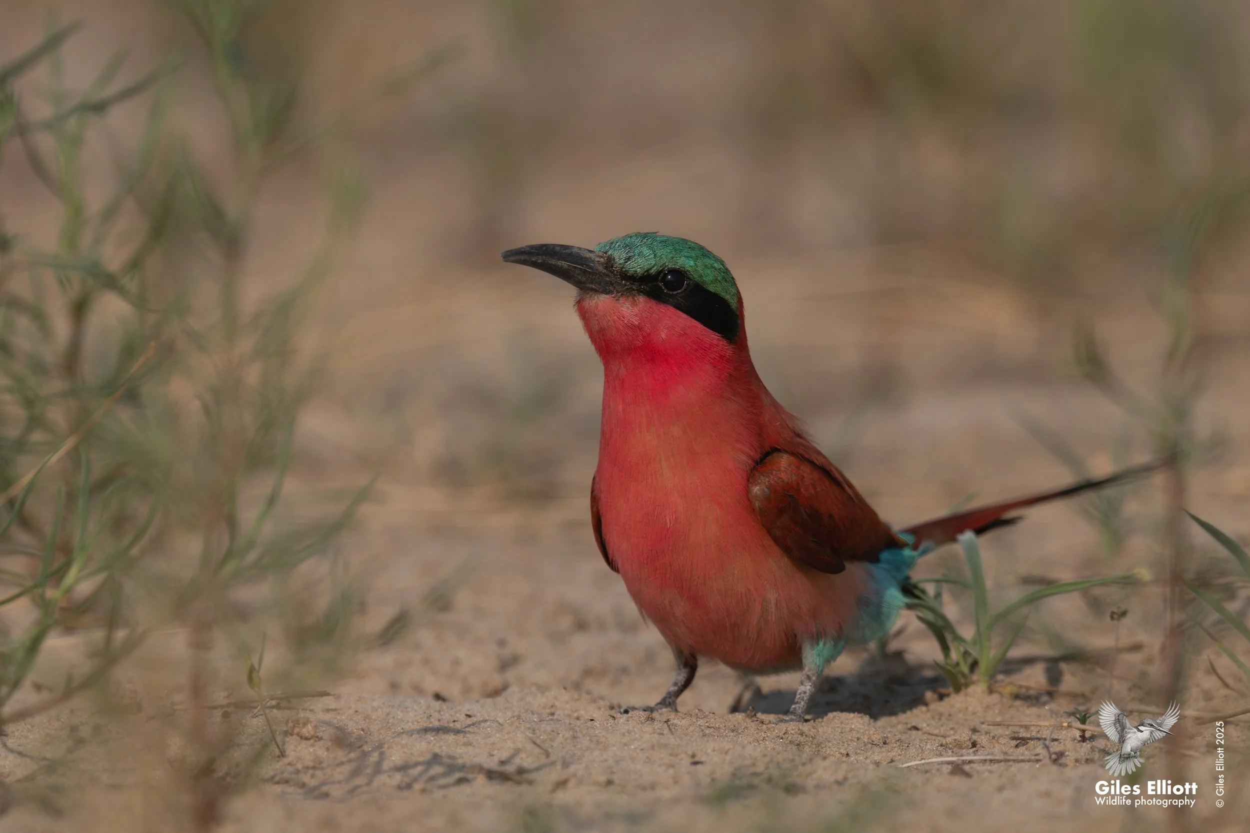 Southern Carmine Bee-eater