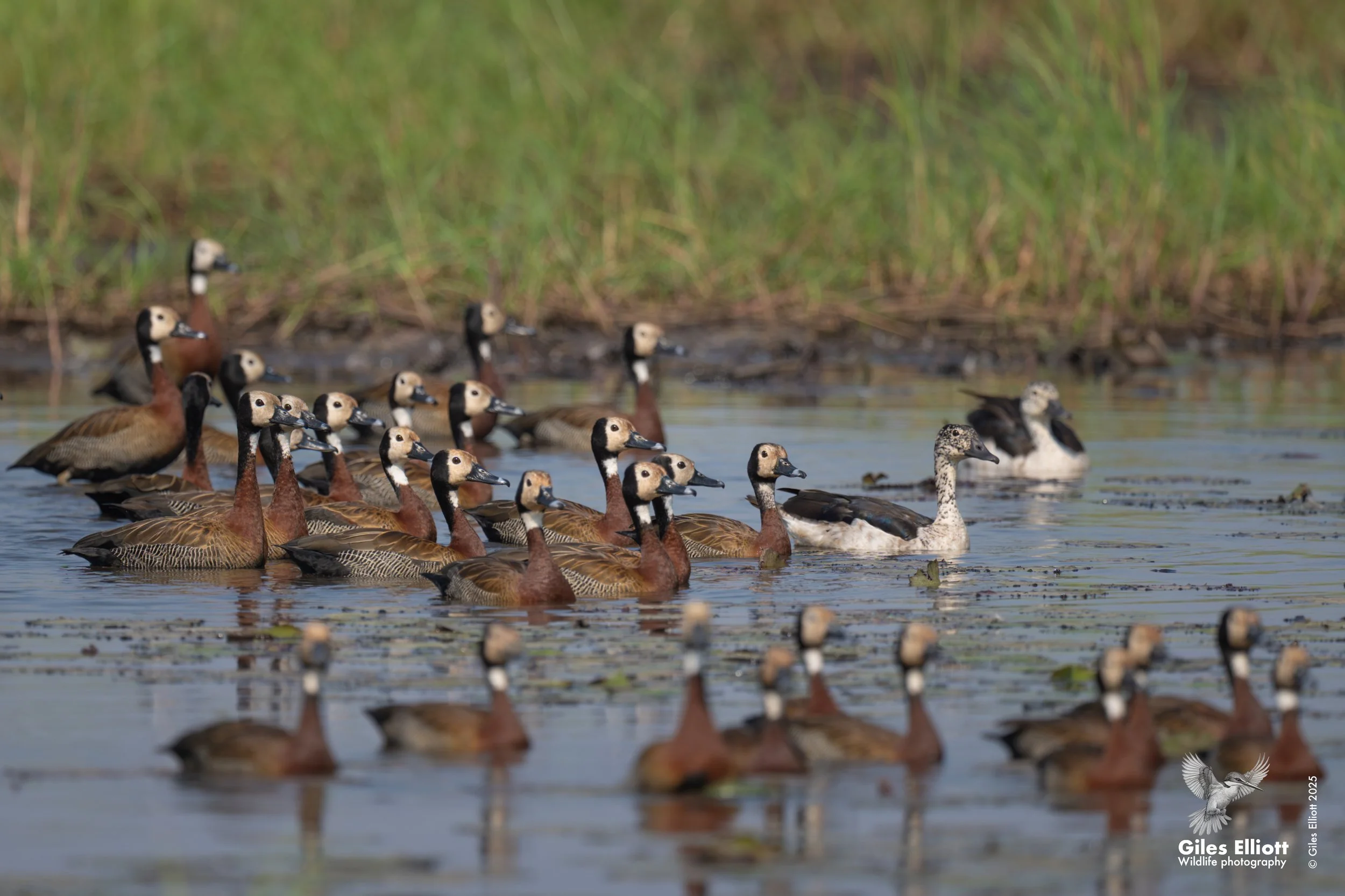 White-faced whistling duck
