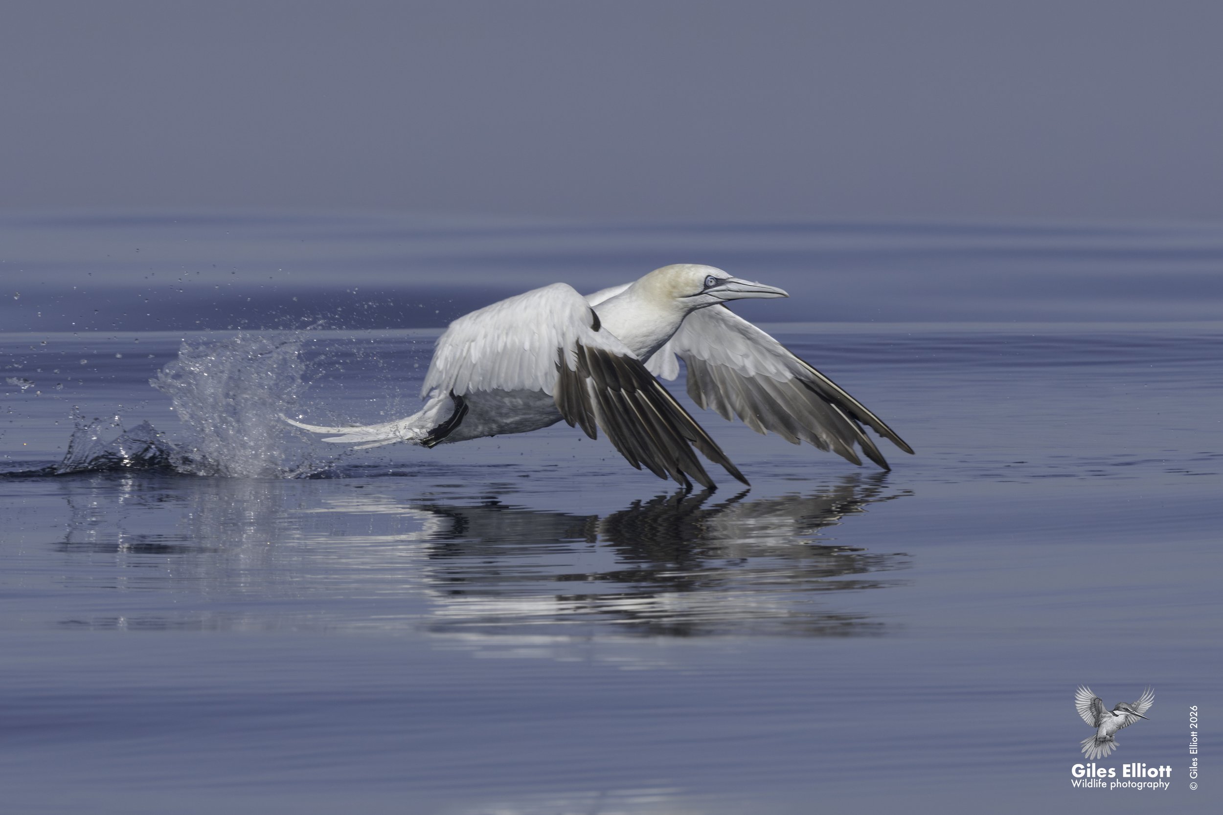 Northern gannet