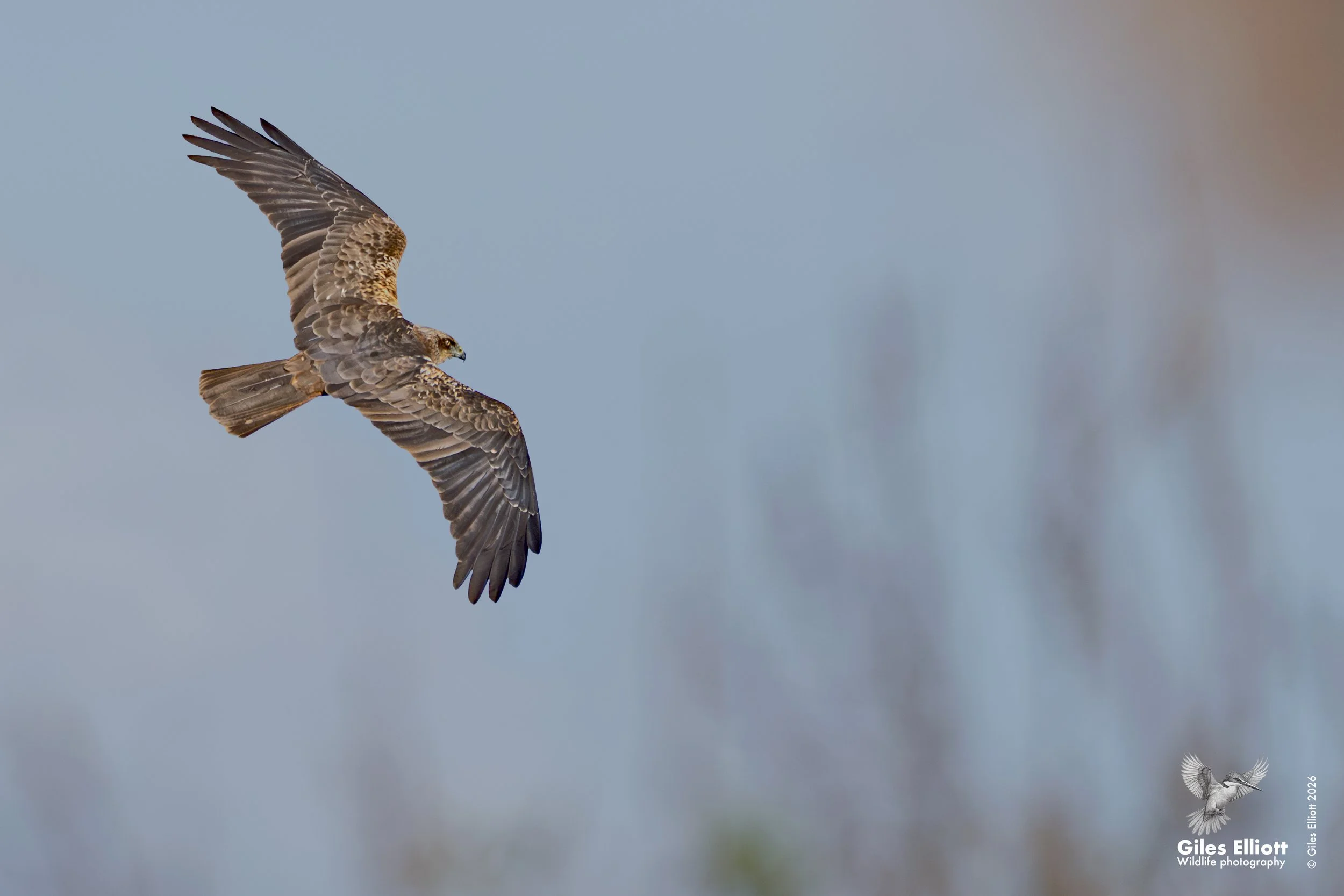 Marsh harrier