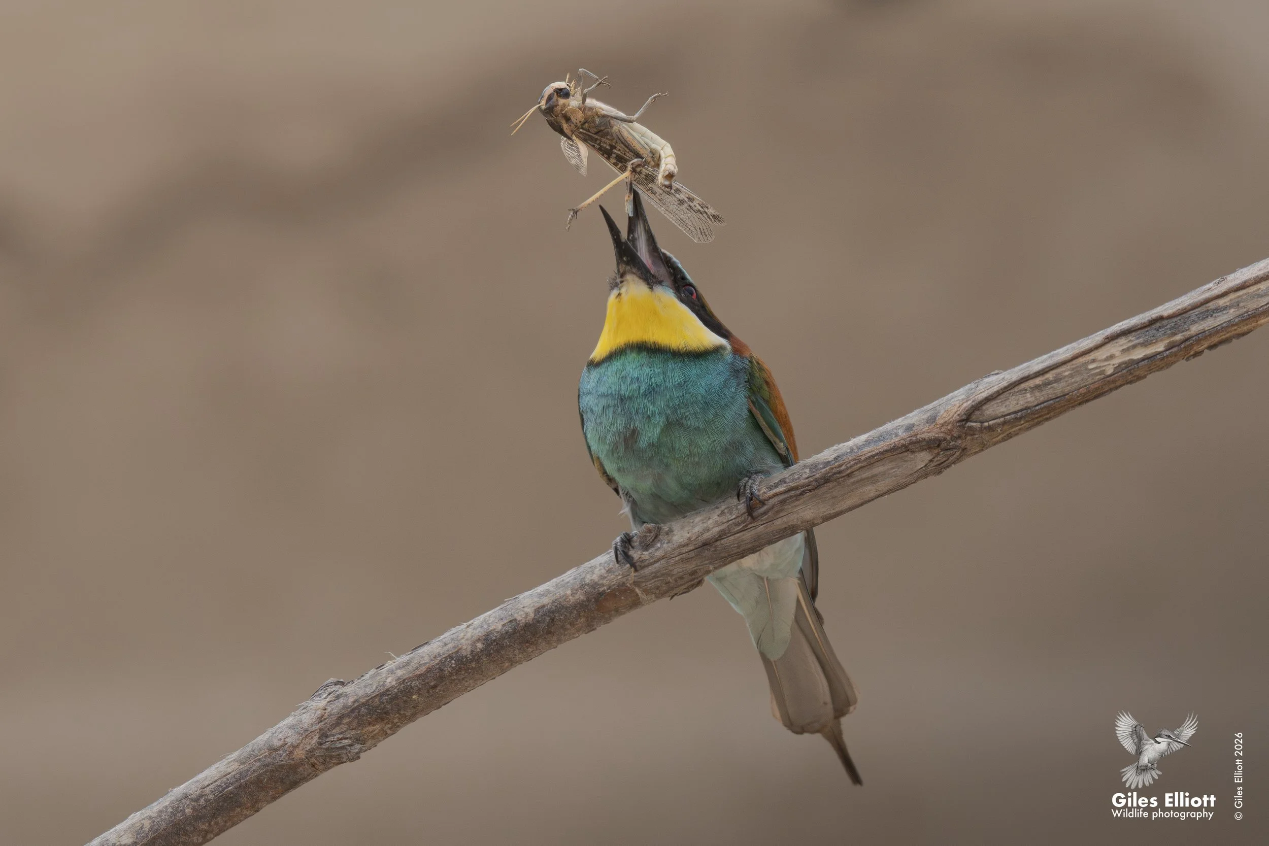 bee eaters 27.jpg