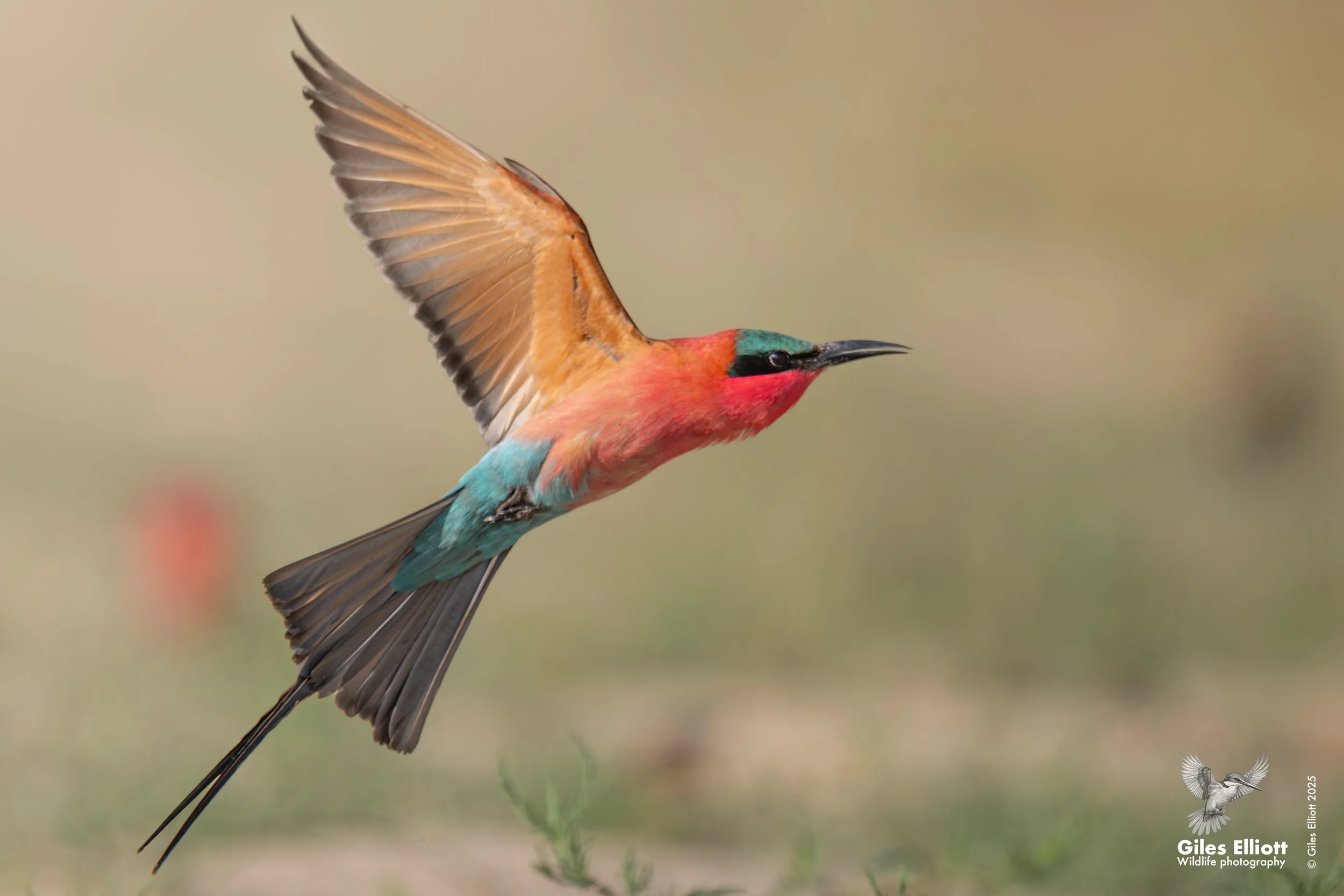 Southern Carmine Bee-eater