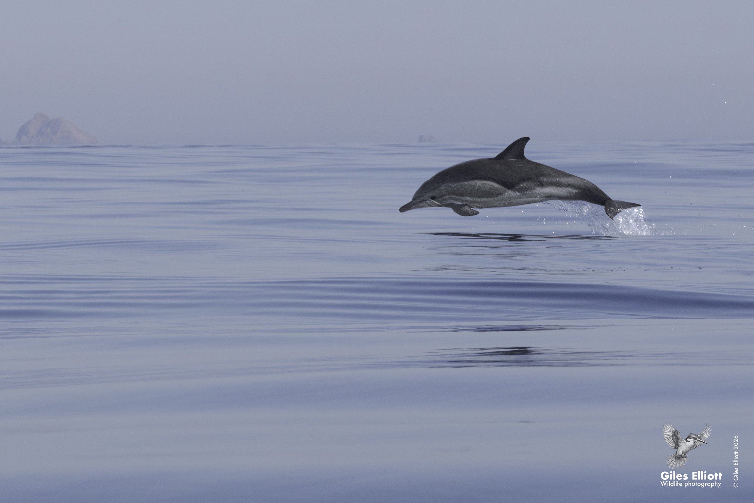 Common dolphin
